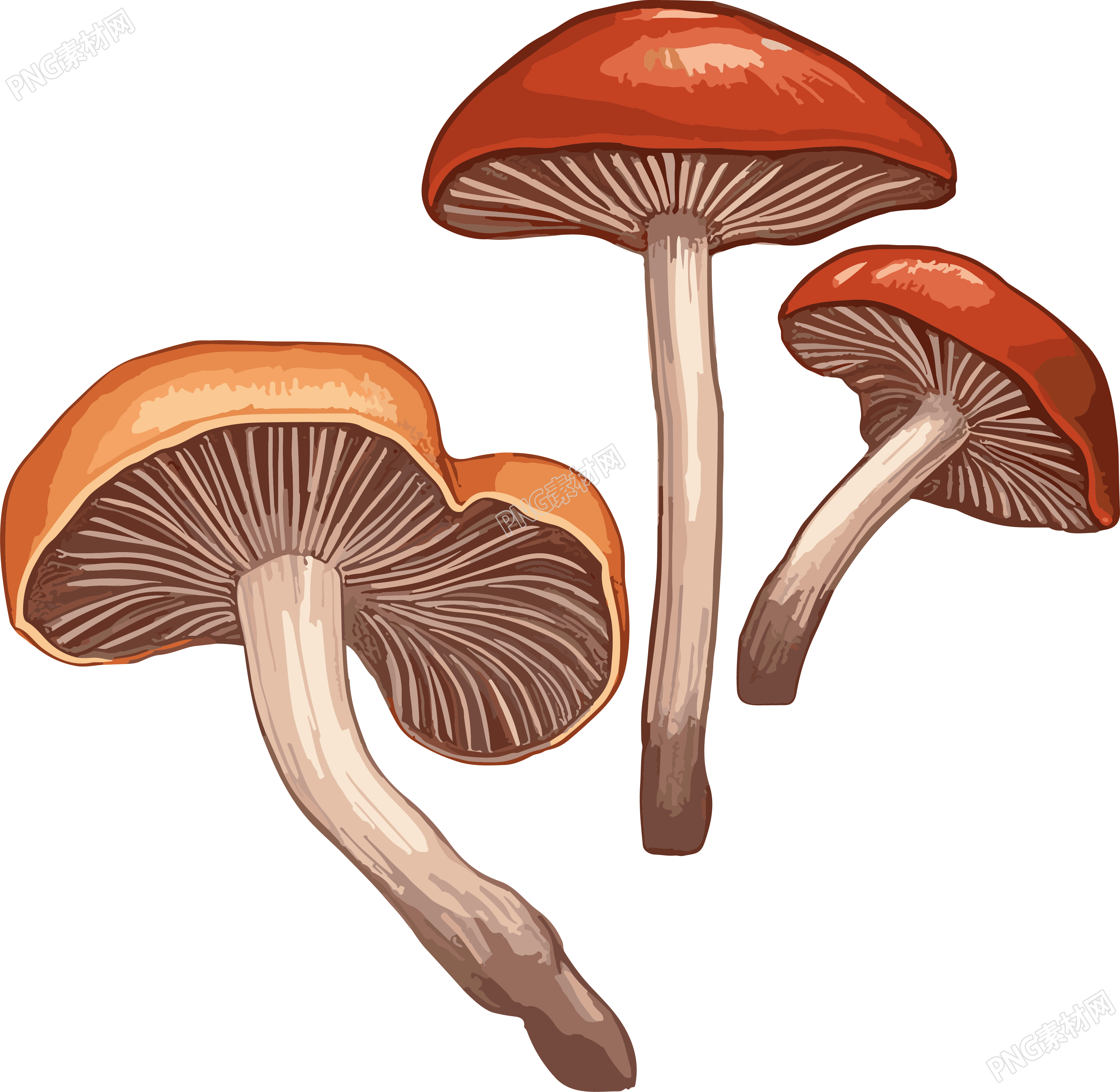 白底光栗色和浅棕色风格的灵芝插图