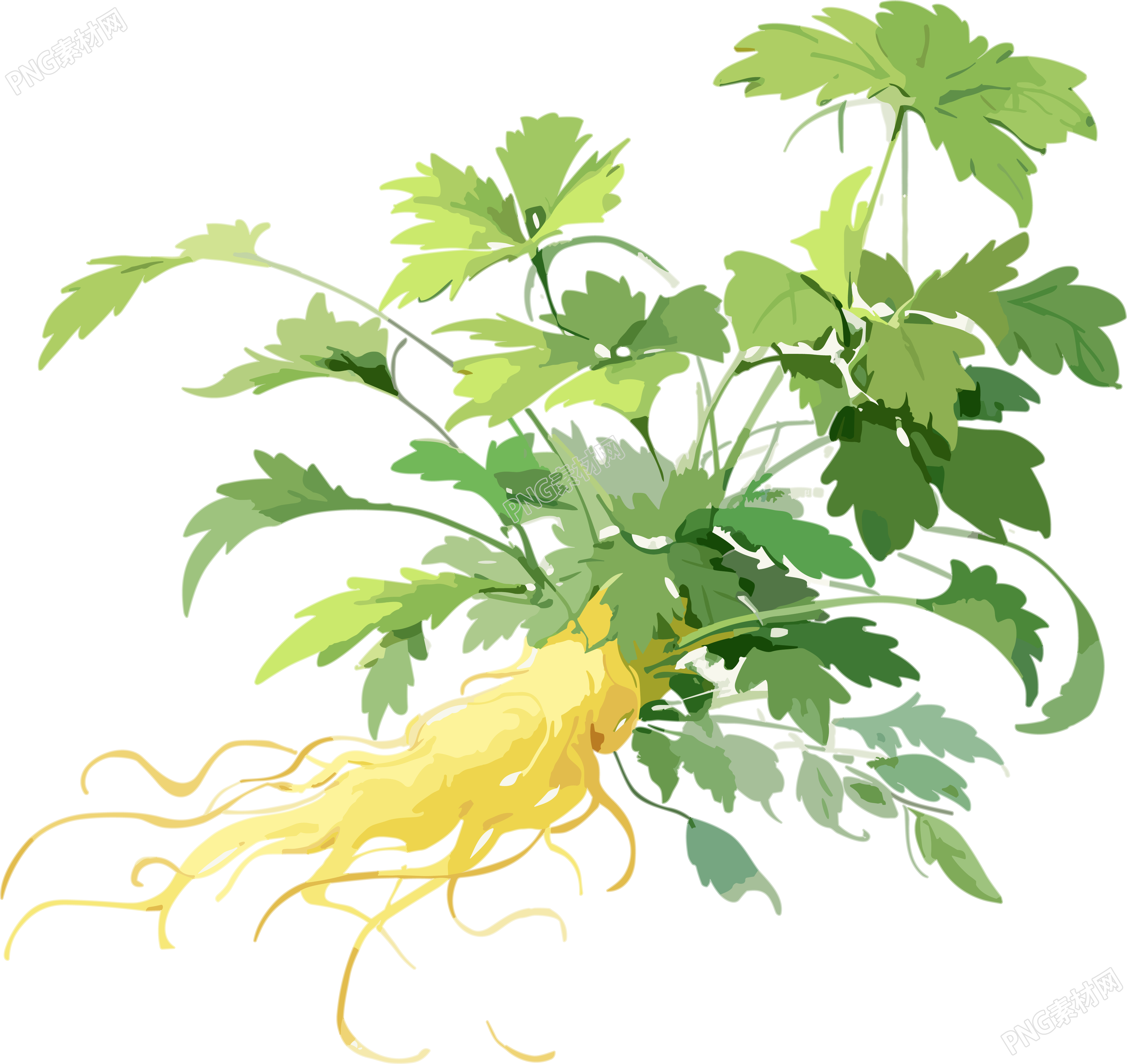 白褐色中草药元素绘画