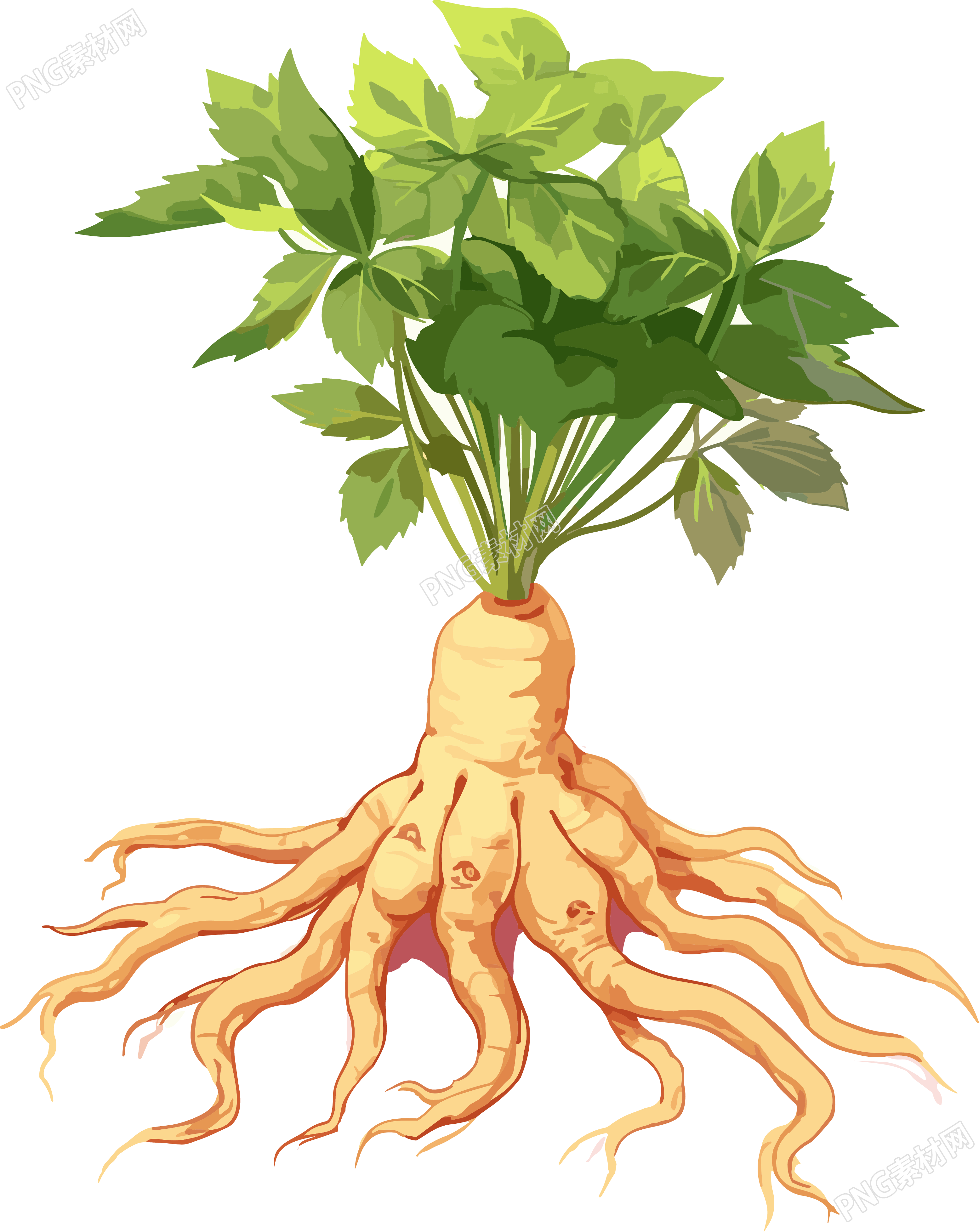 白棕色细致插画根茎植物和叶子素材