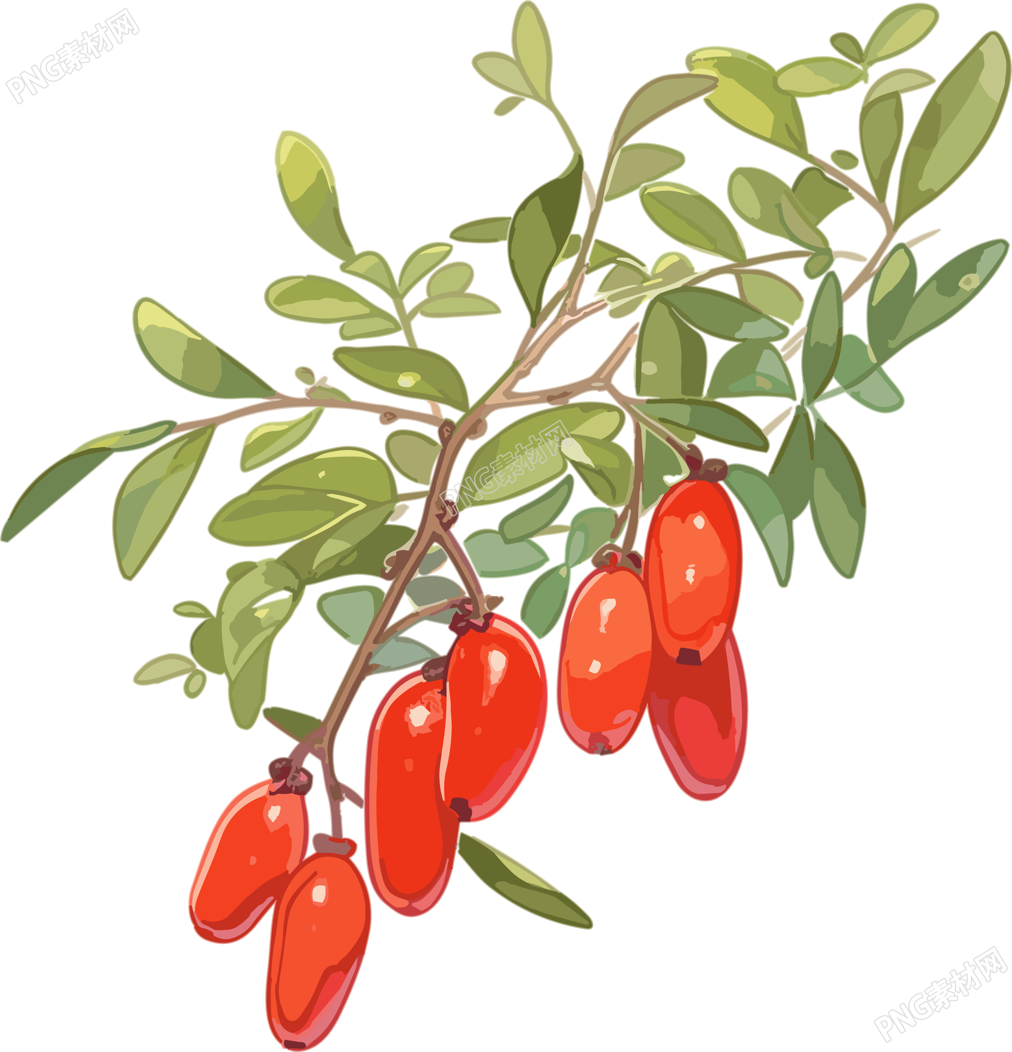 红色鲜艳枸杞创意设计商业可用插画元素