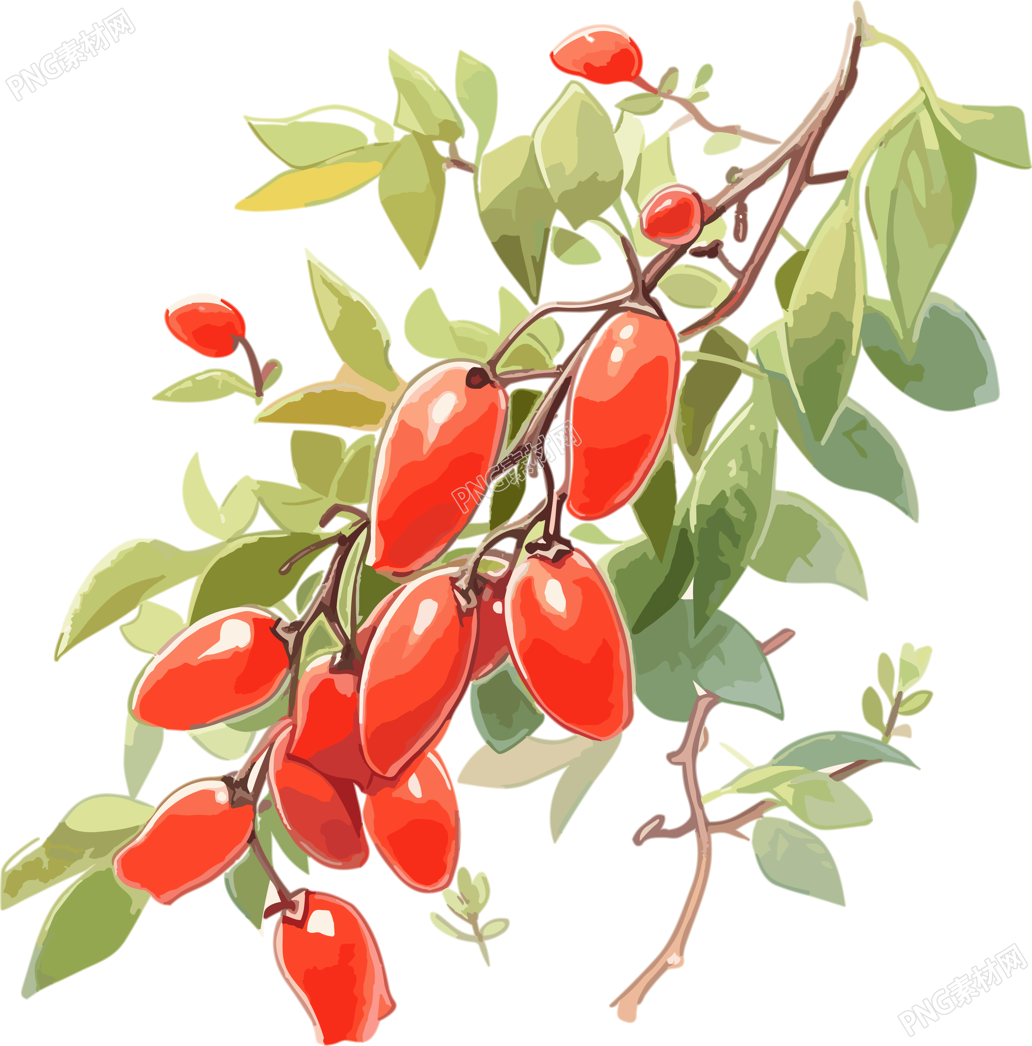 结满枸杞的树枝高清插画设计素材