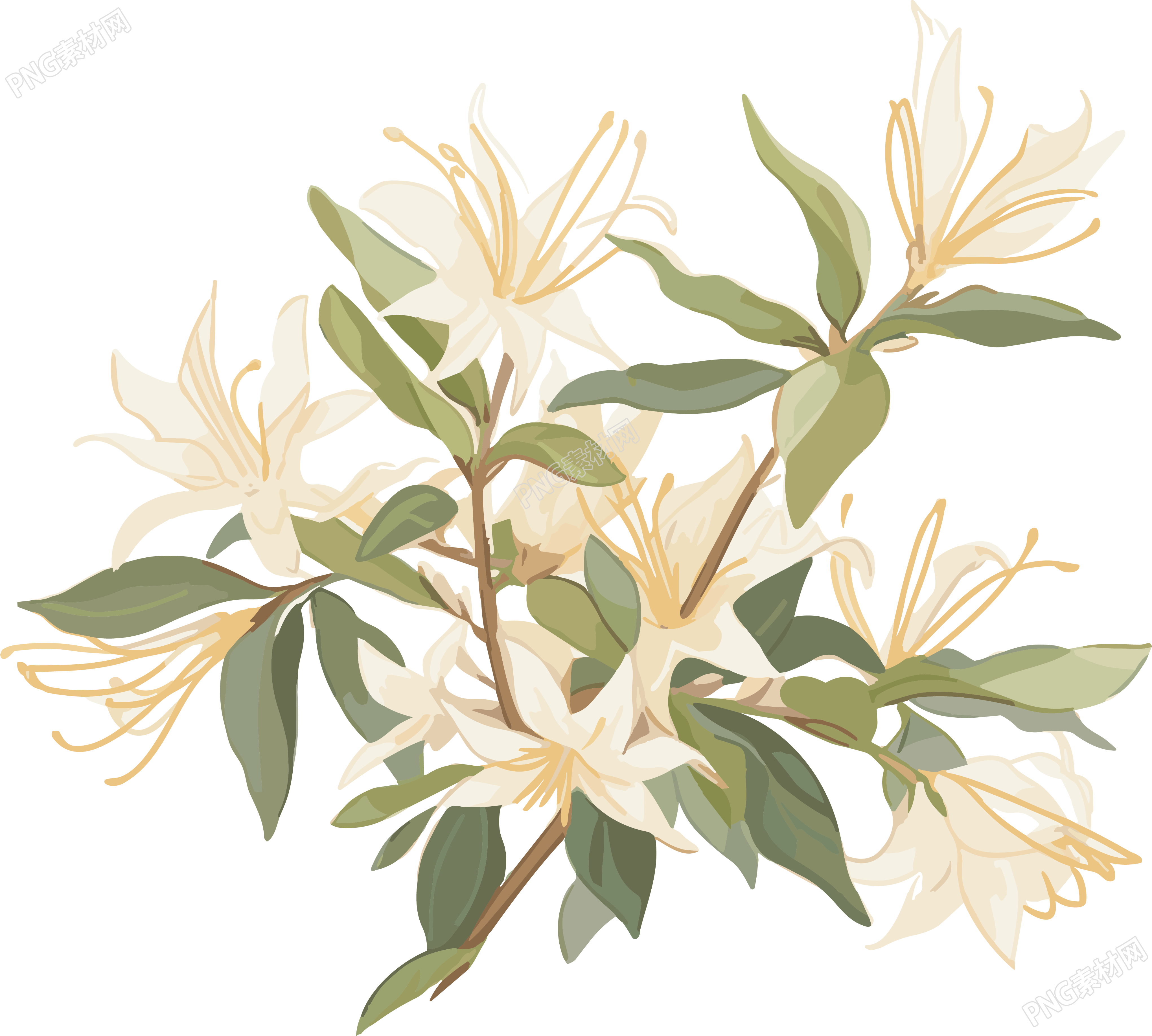極簡清新白花高清插畫素材