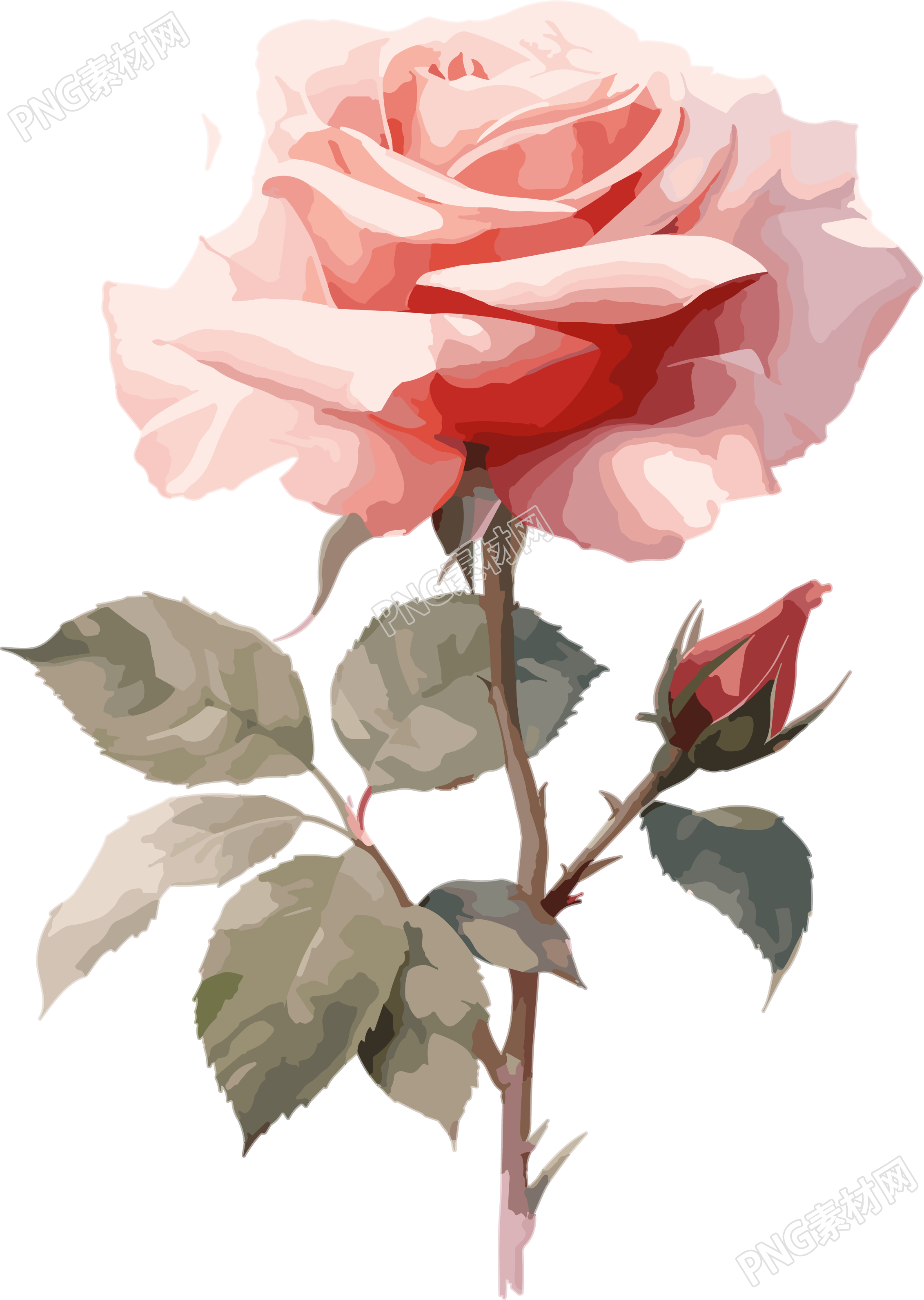 白底插画粉色玫瑰花素材