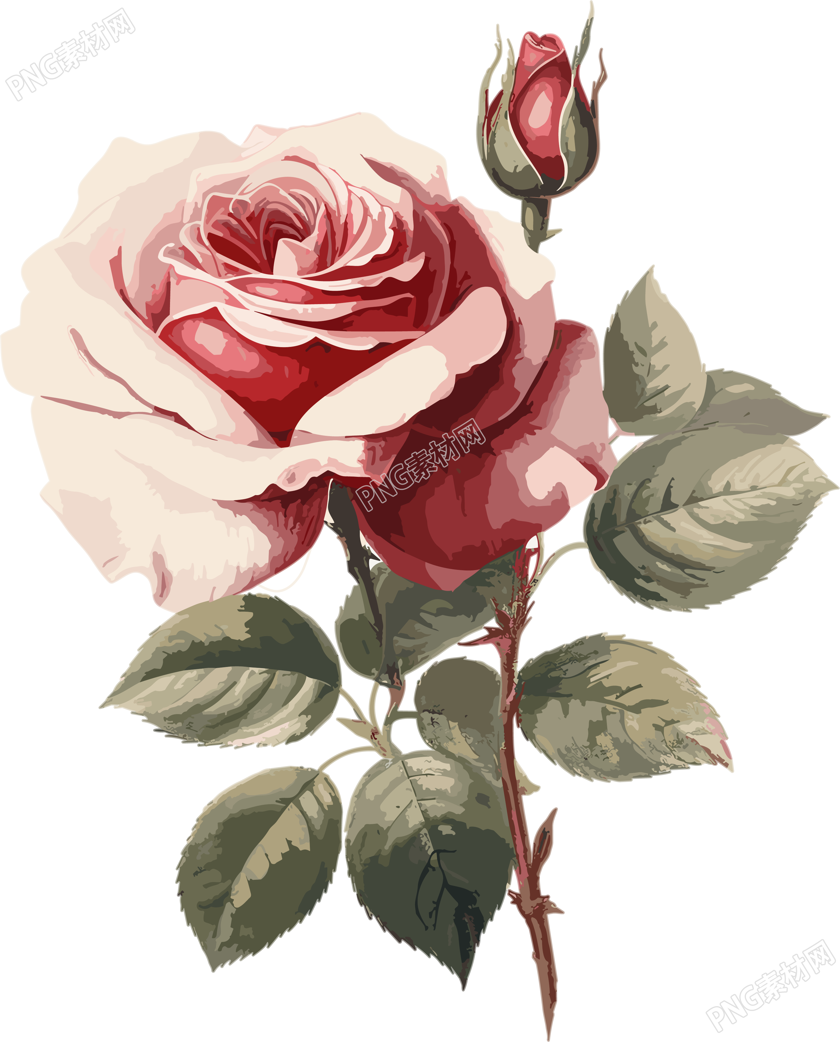 唯美玫瑰美丽花卉插画