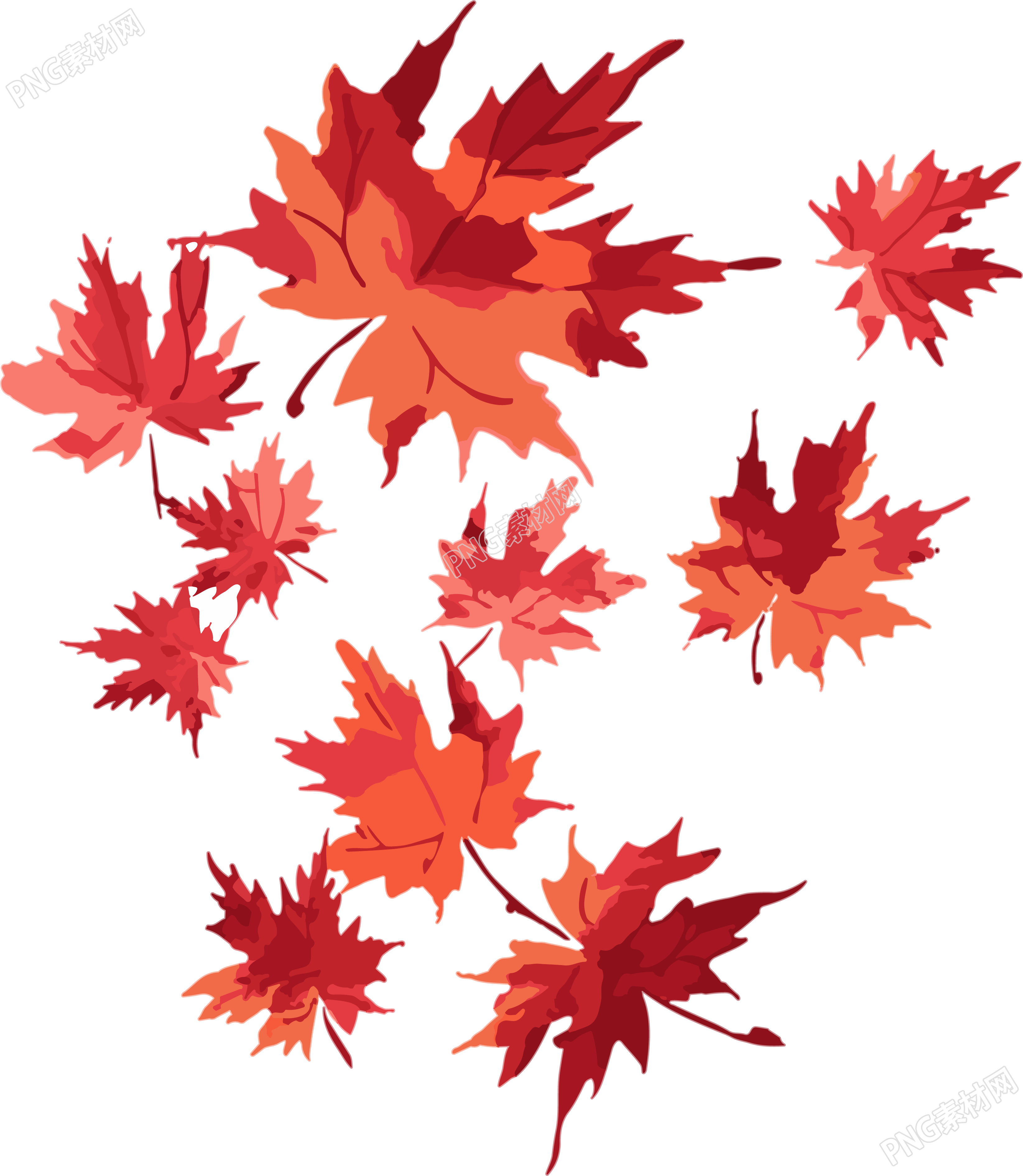 透明背景红枫叶插画素材