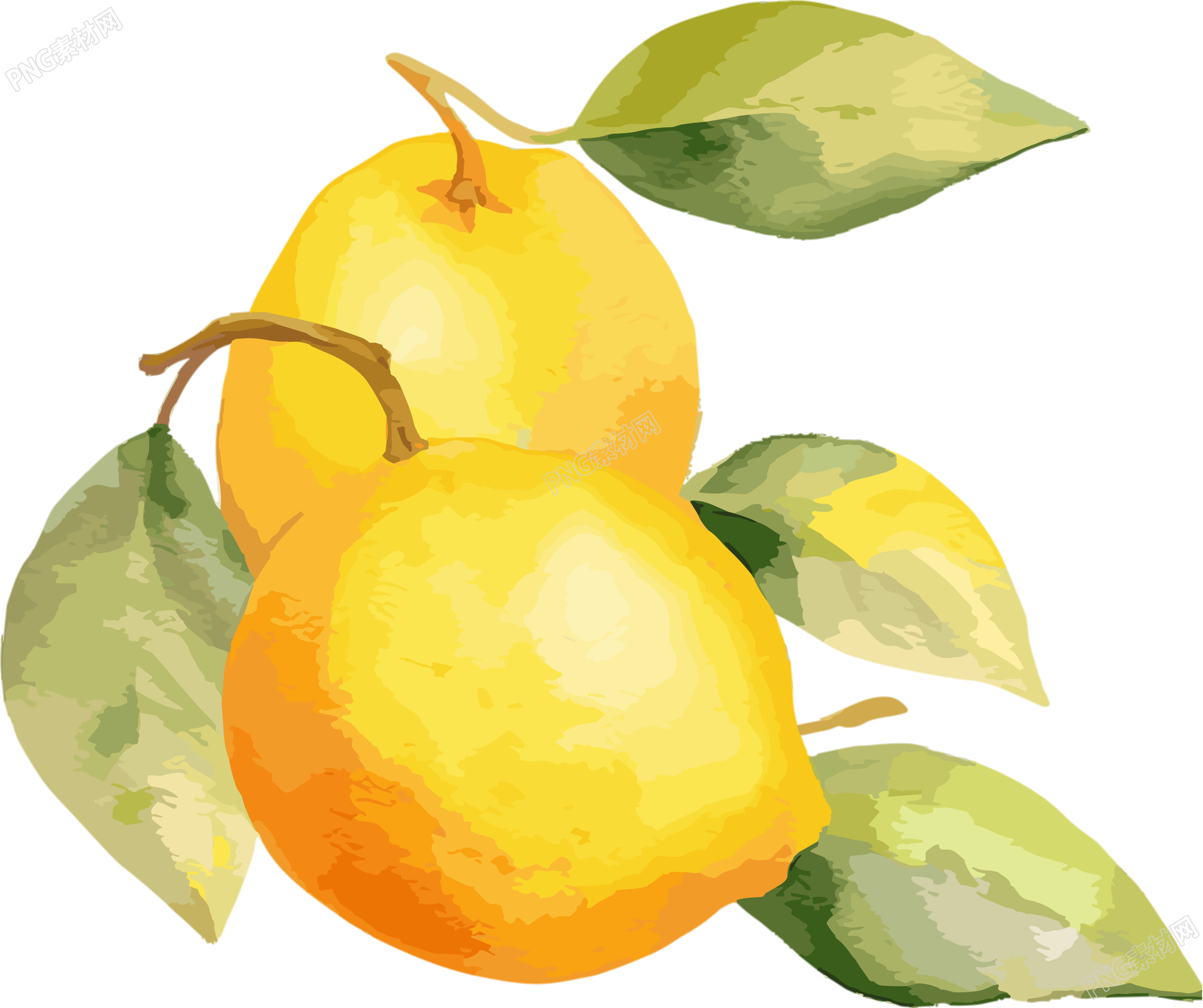 透明背景水彩柠檬插画
