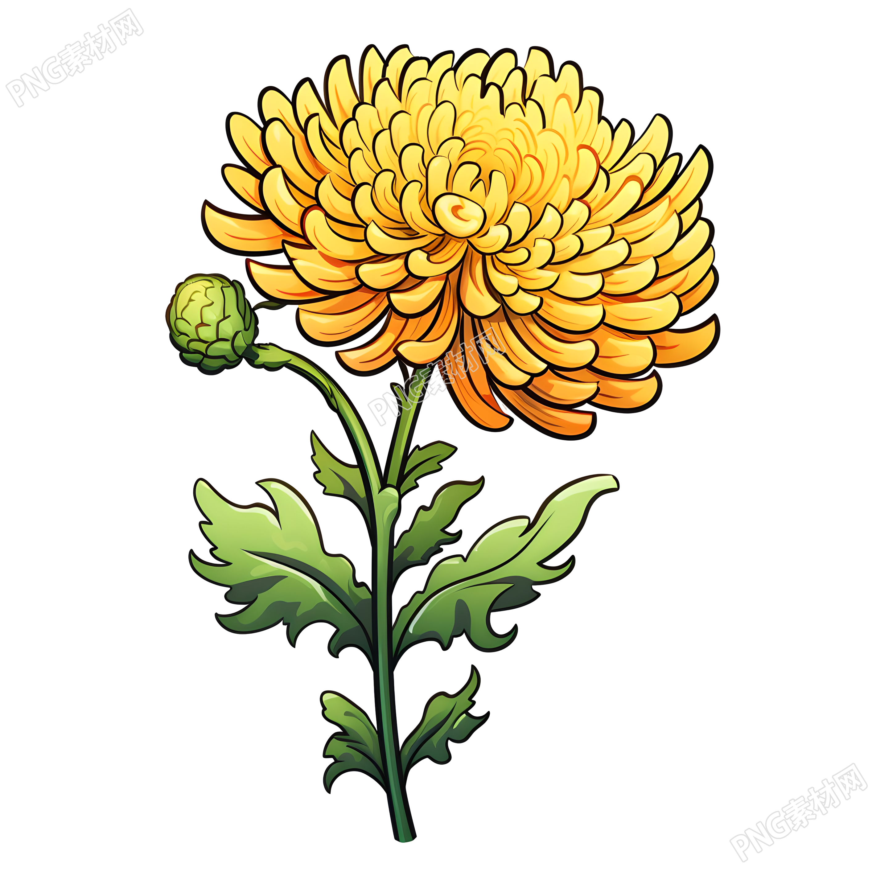 黄色菊花透明背景插画
