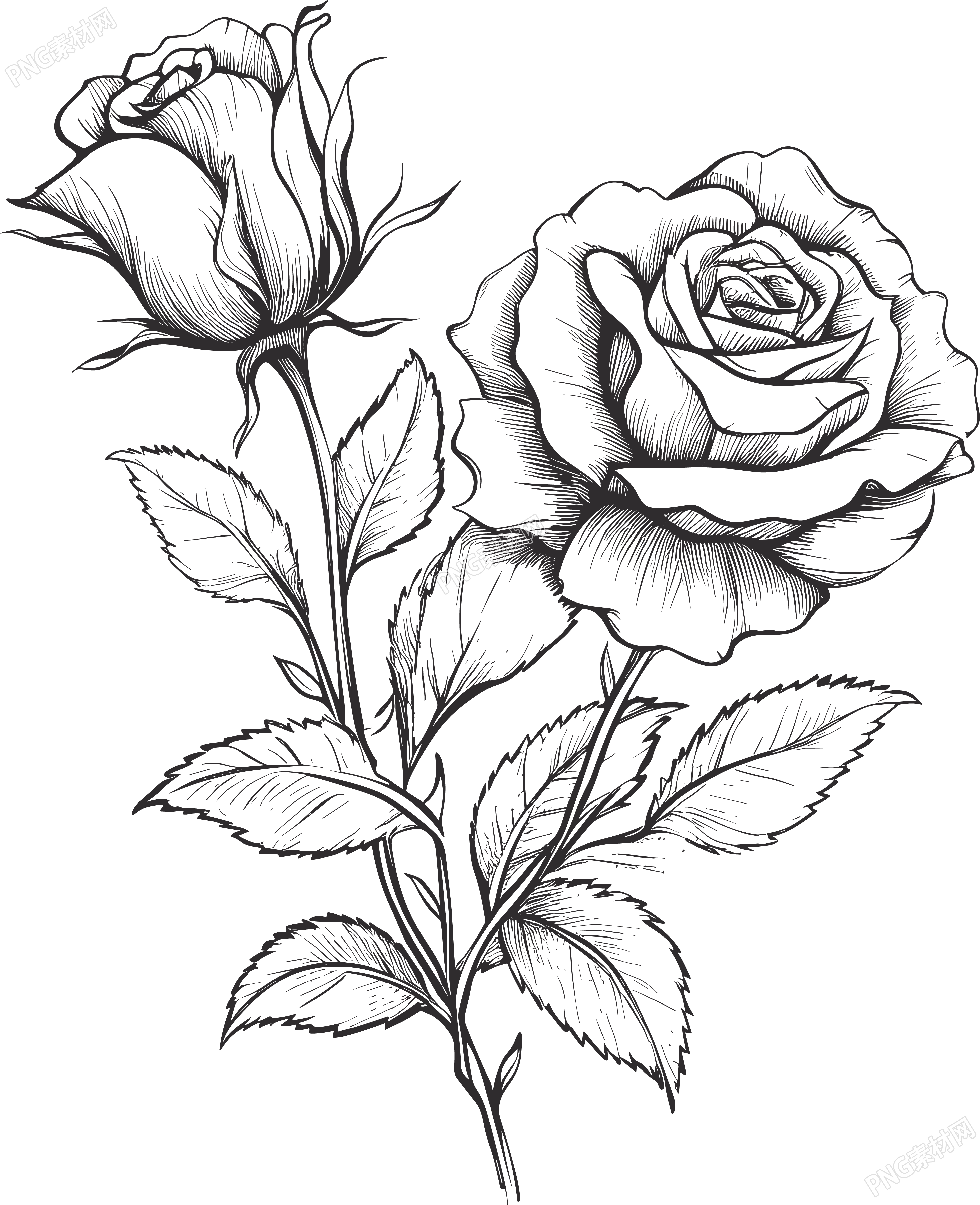 花卉叶子黑白手绘线描玫瑰花素材