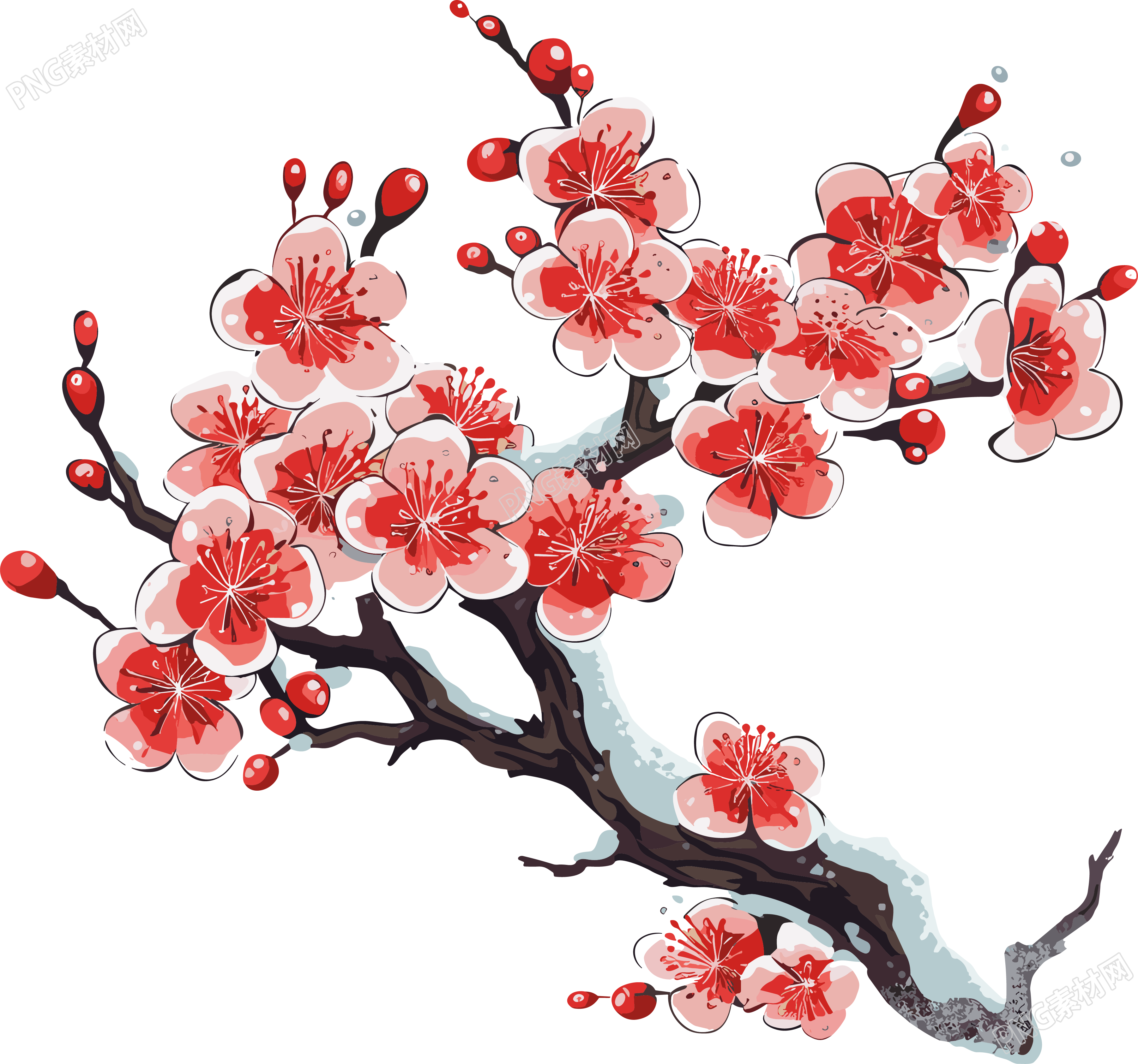 透明背景设计冬季梅花插画