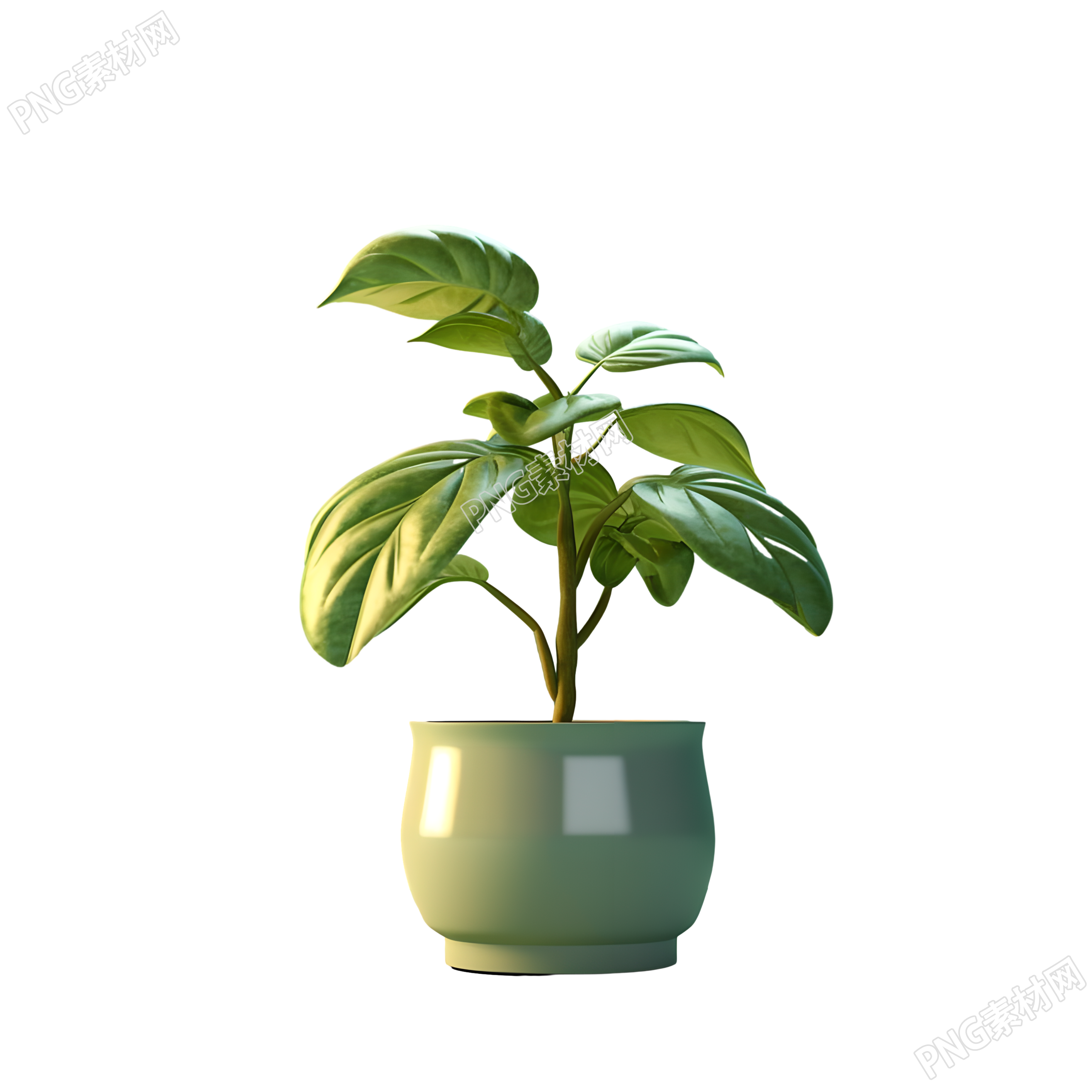3D植物透明背景插图