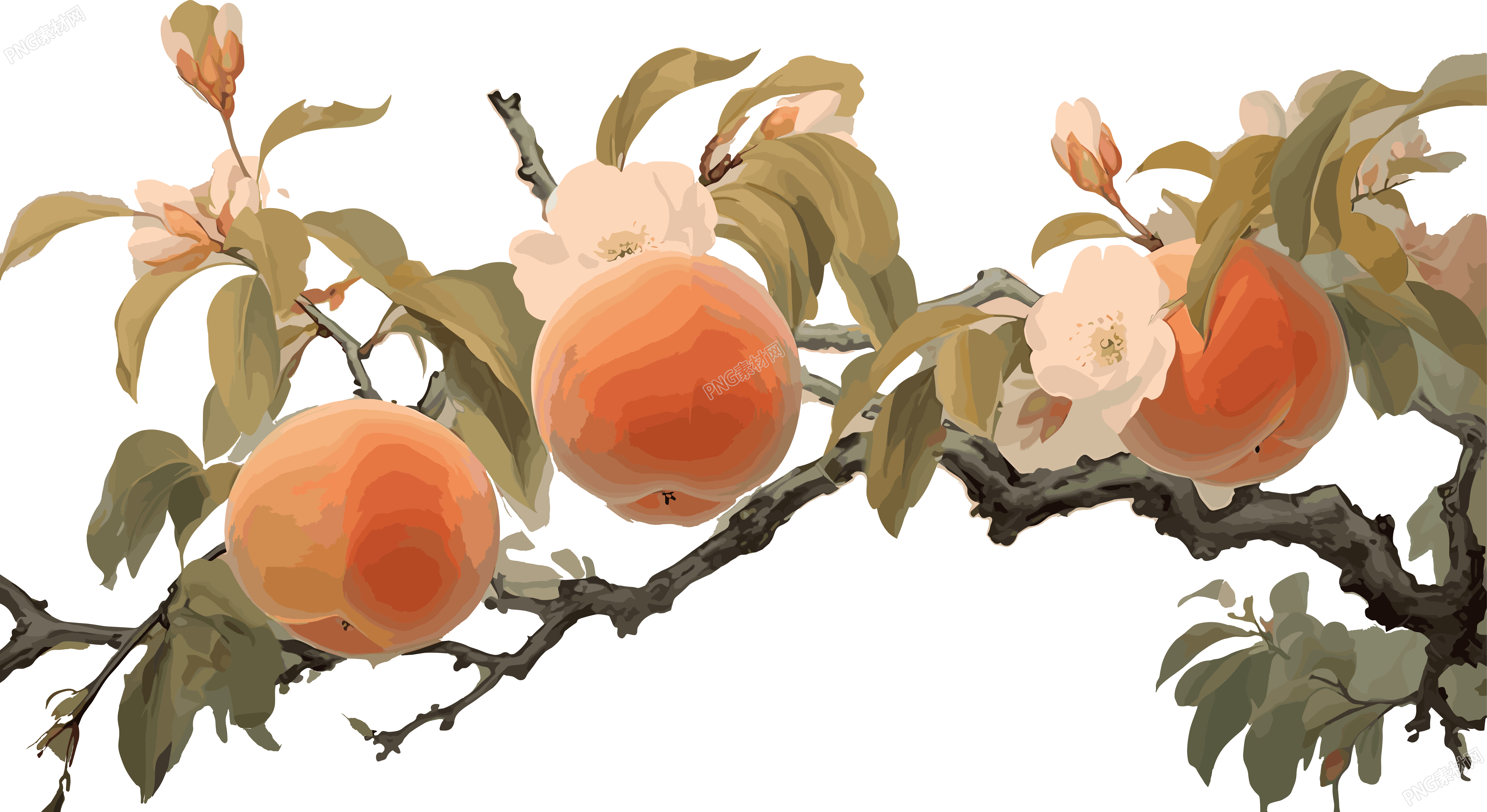 水彩桃子动画插图