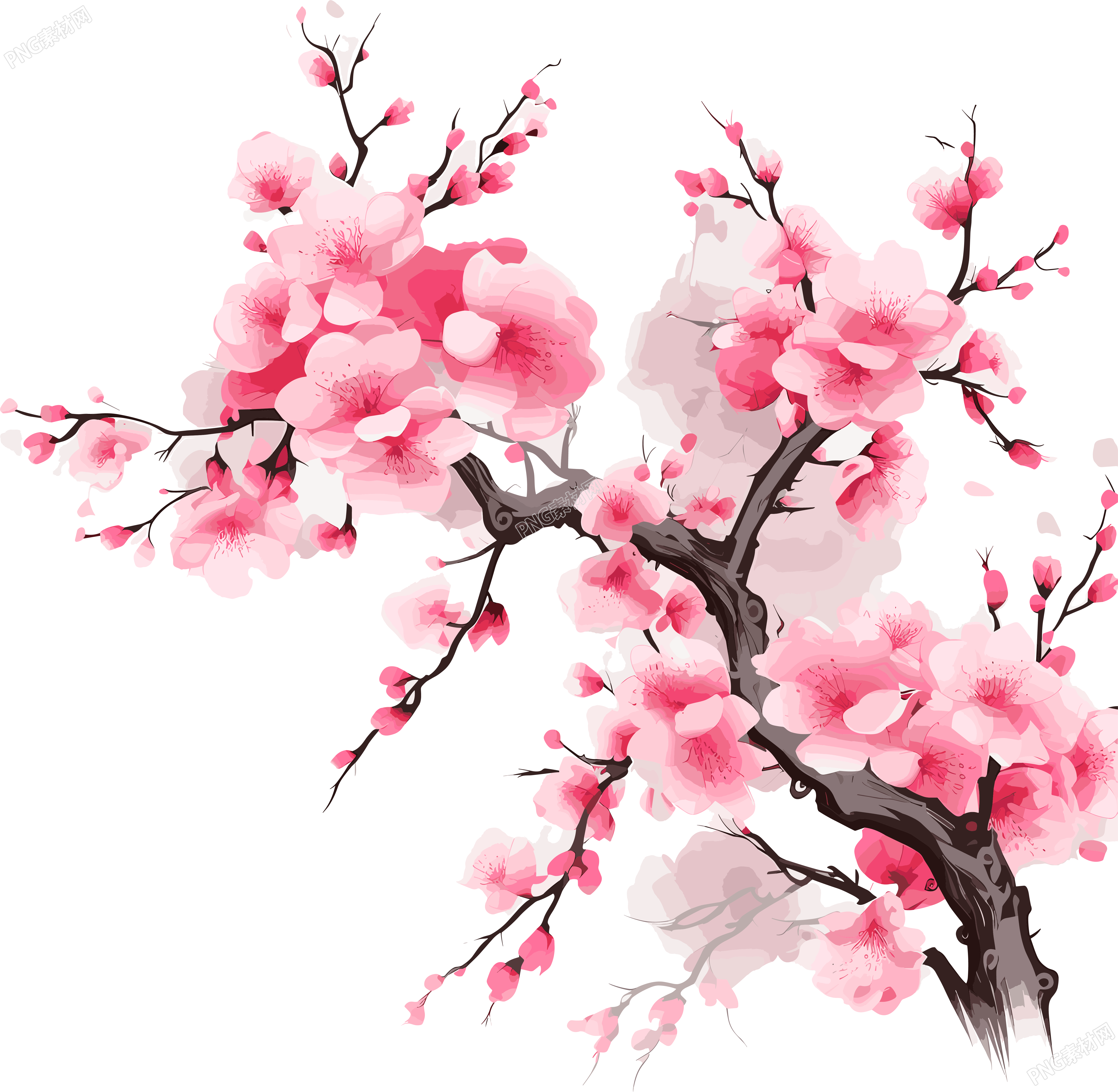 白底中国风梅花插画