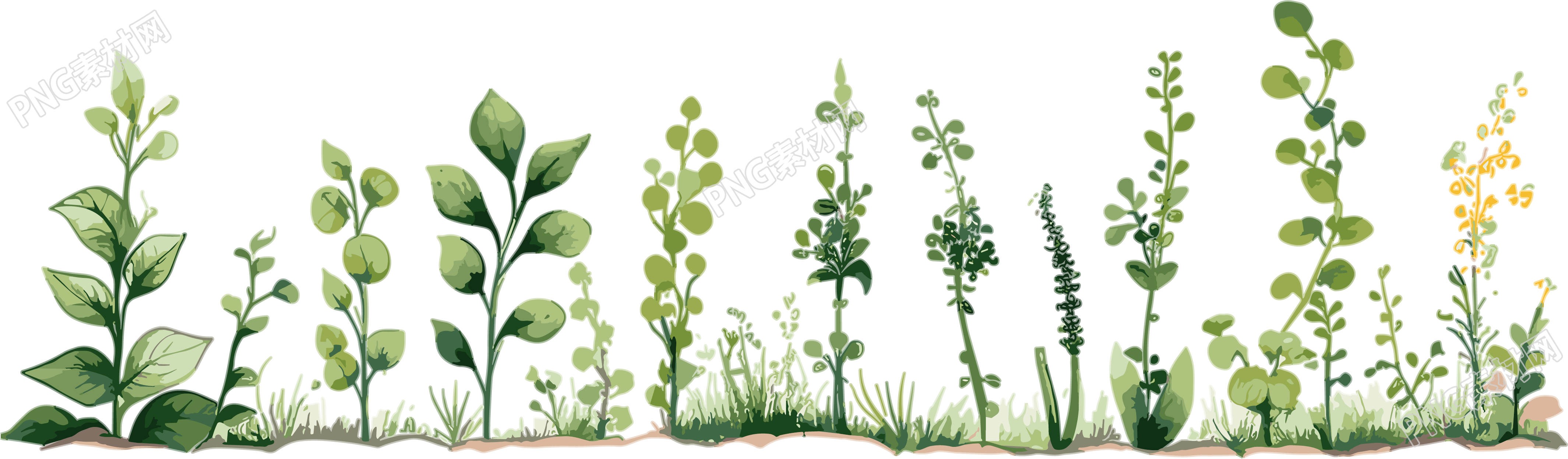 植物花边透明背景插图