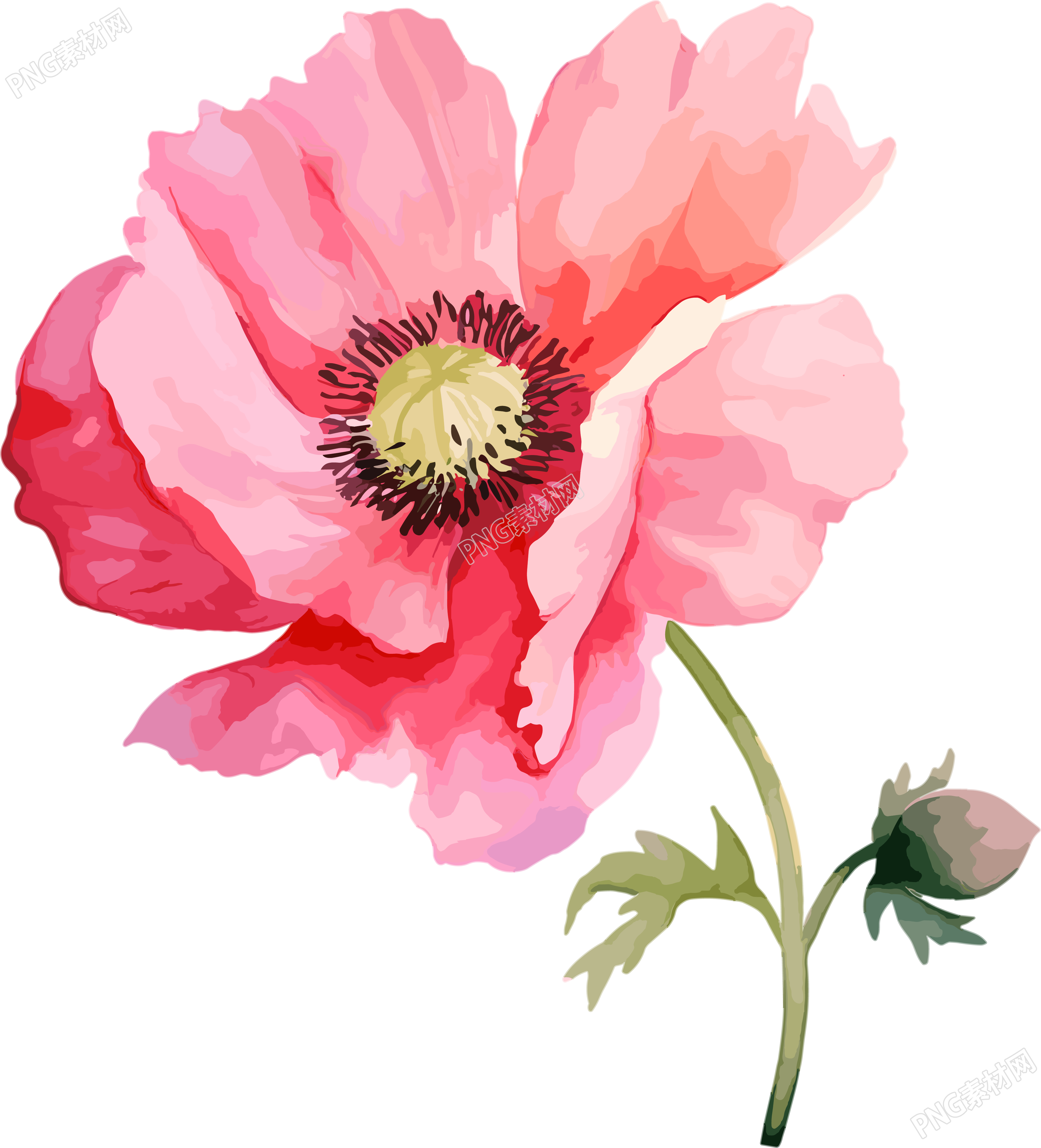 水彩花卉插画设计素材