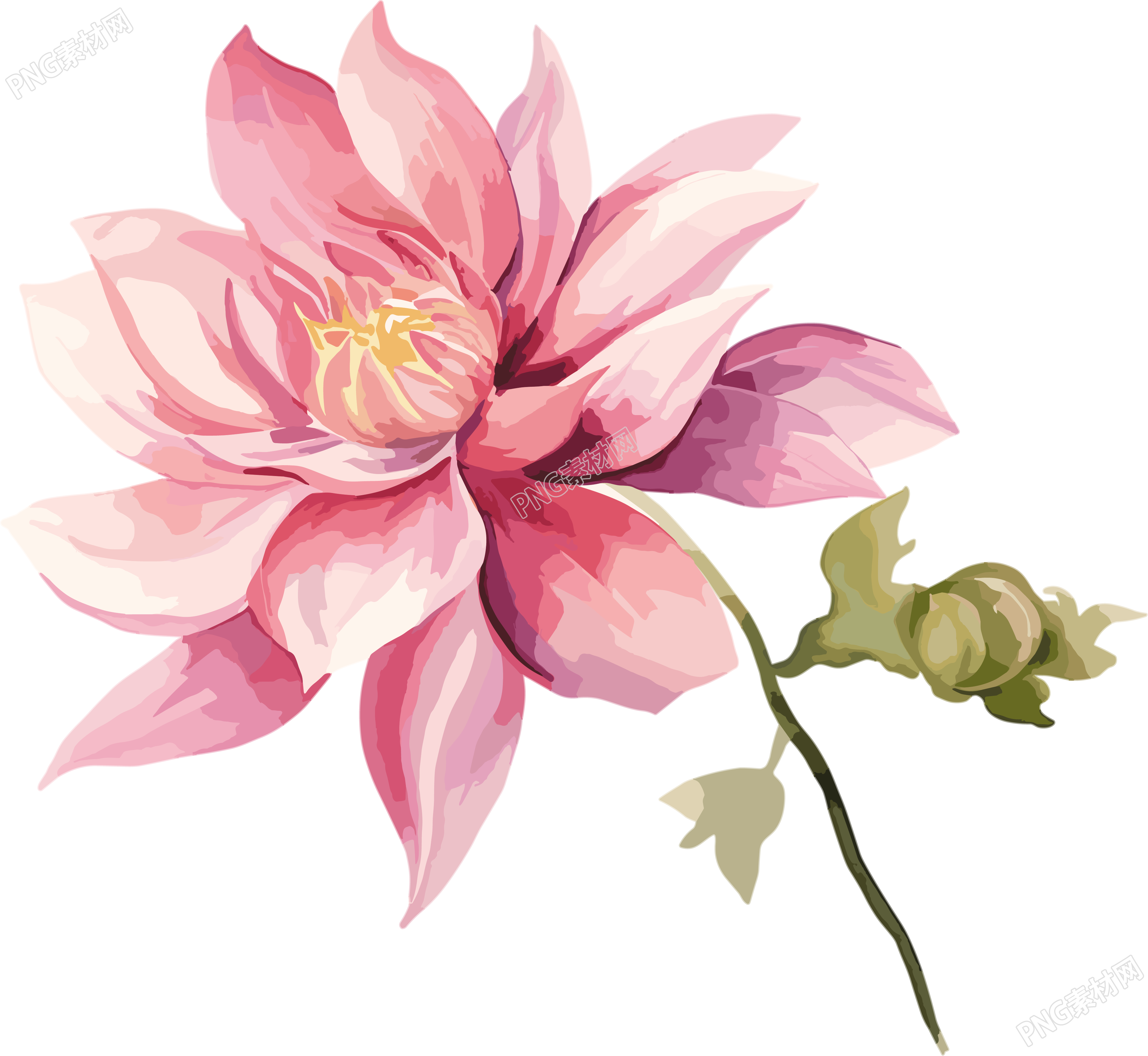 水彩花卉商用插畫