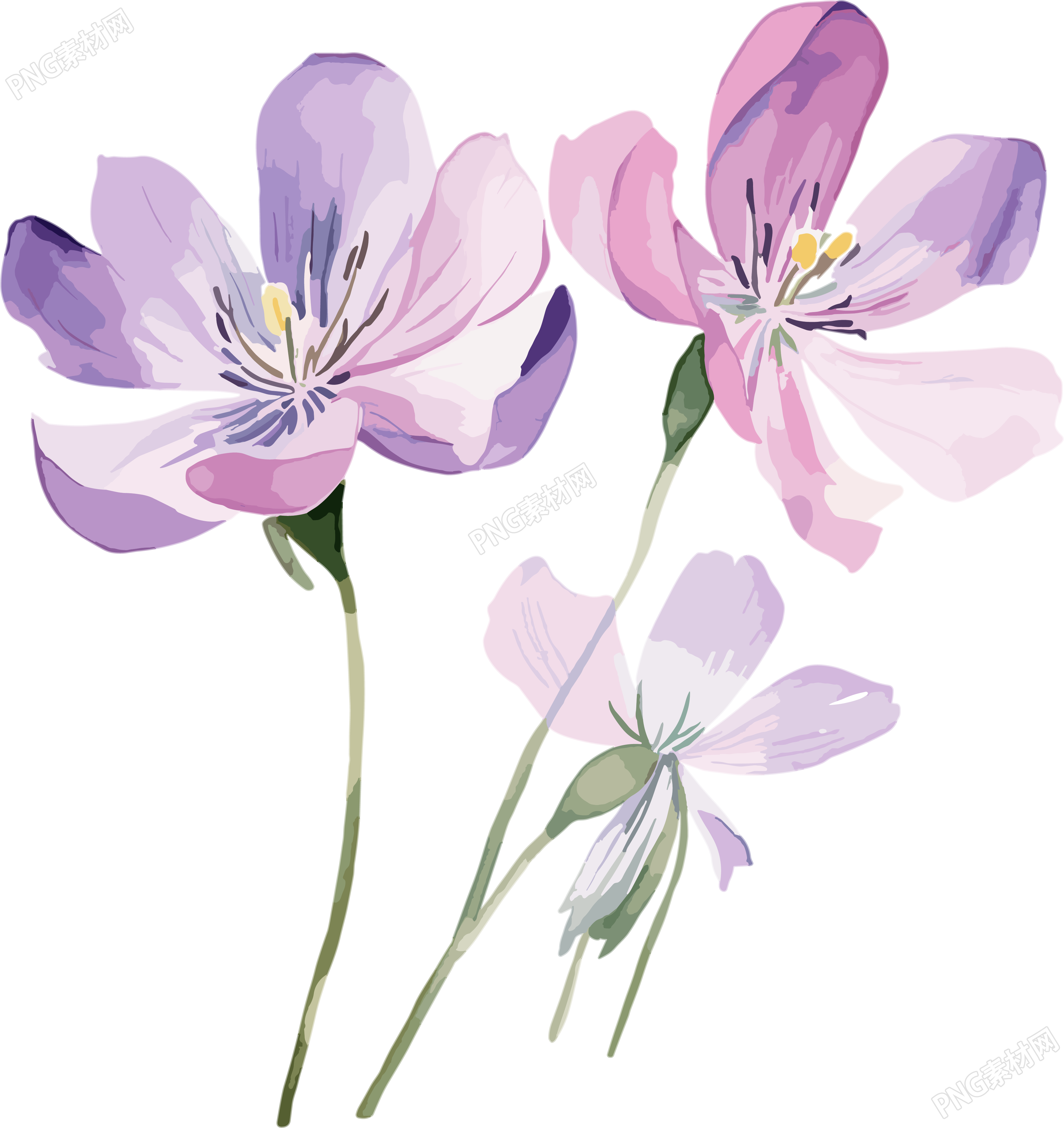 水彩花卉PNG图形素材