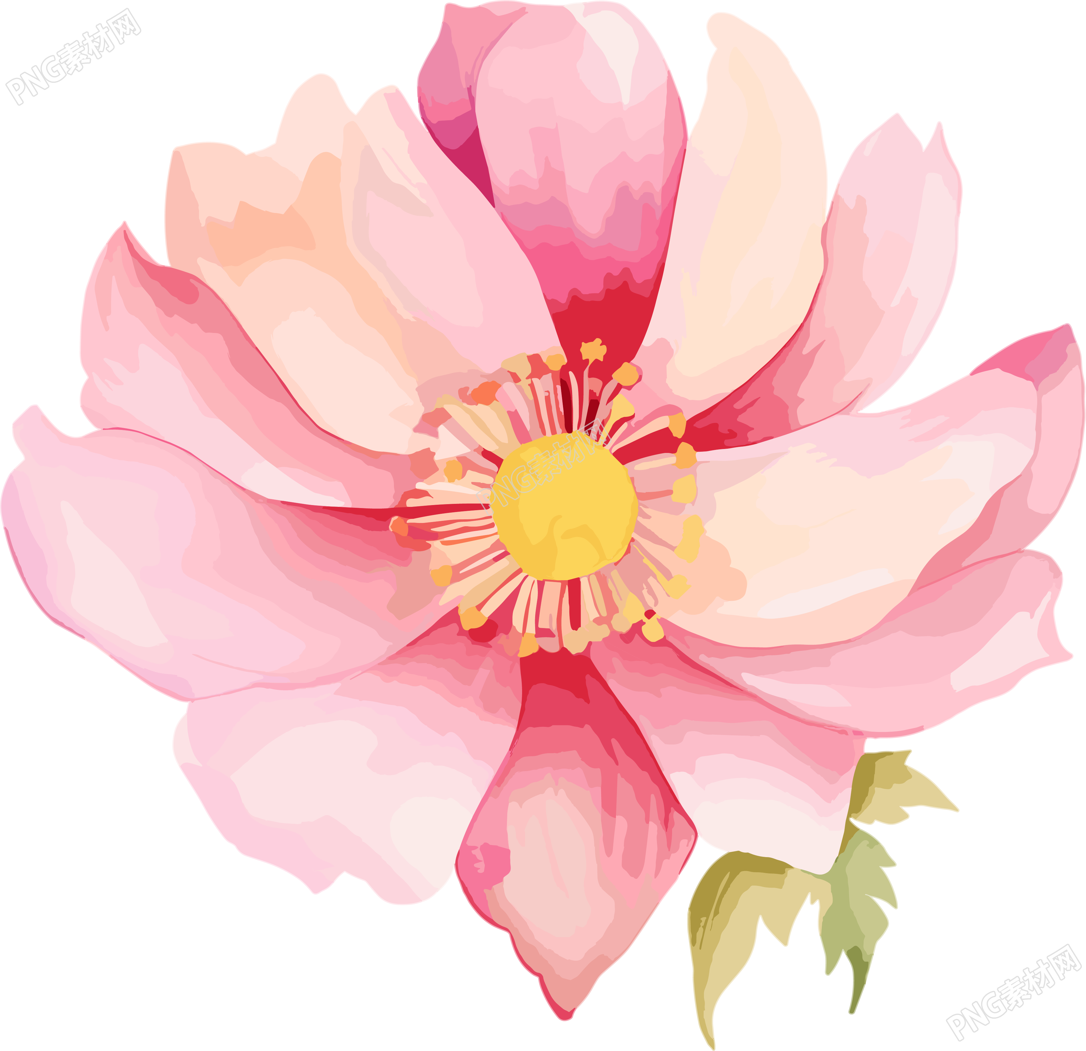 水彩花卉插图PNG素材