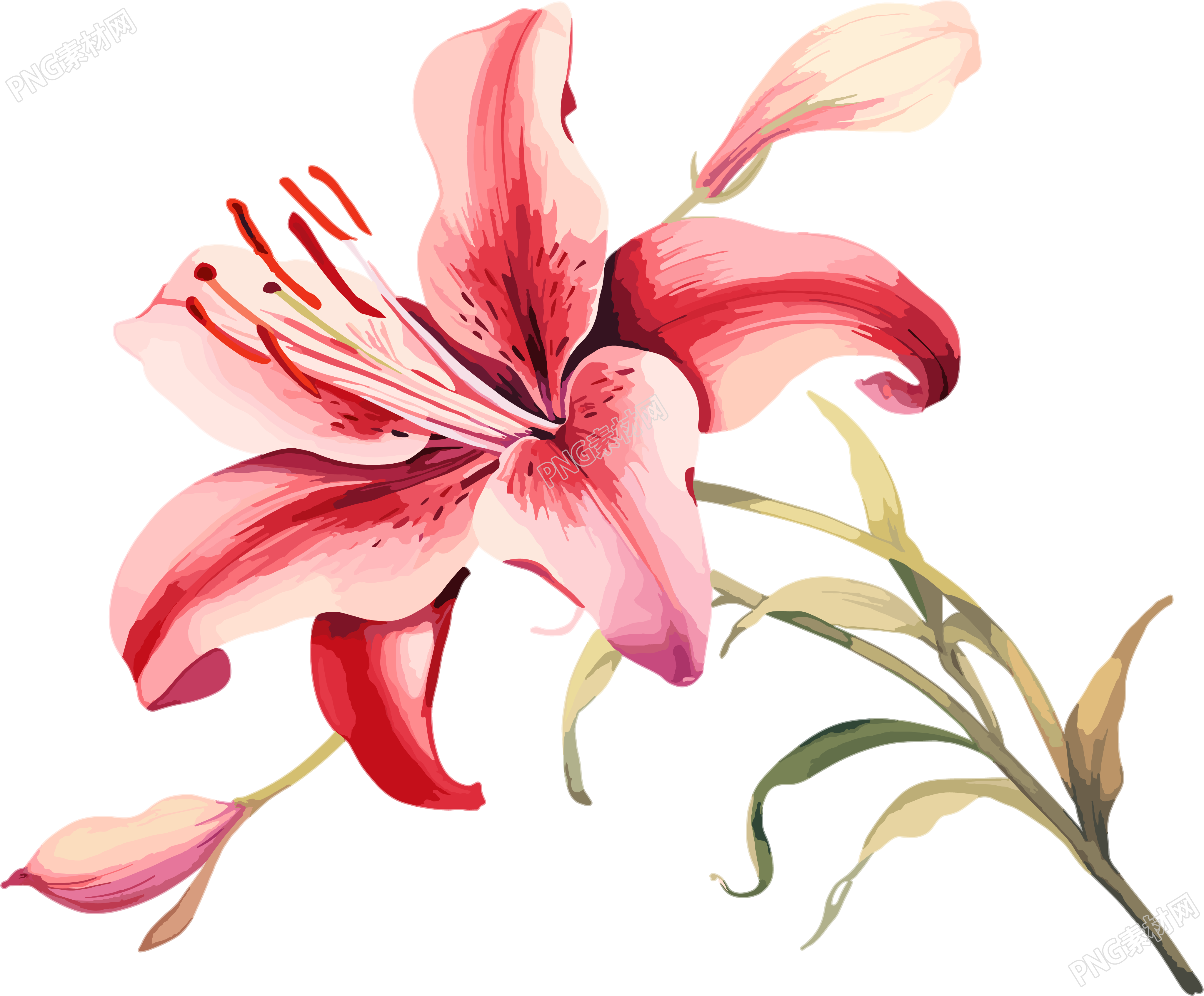 水彩花卉高清插圖素材