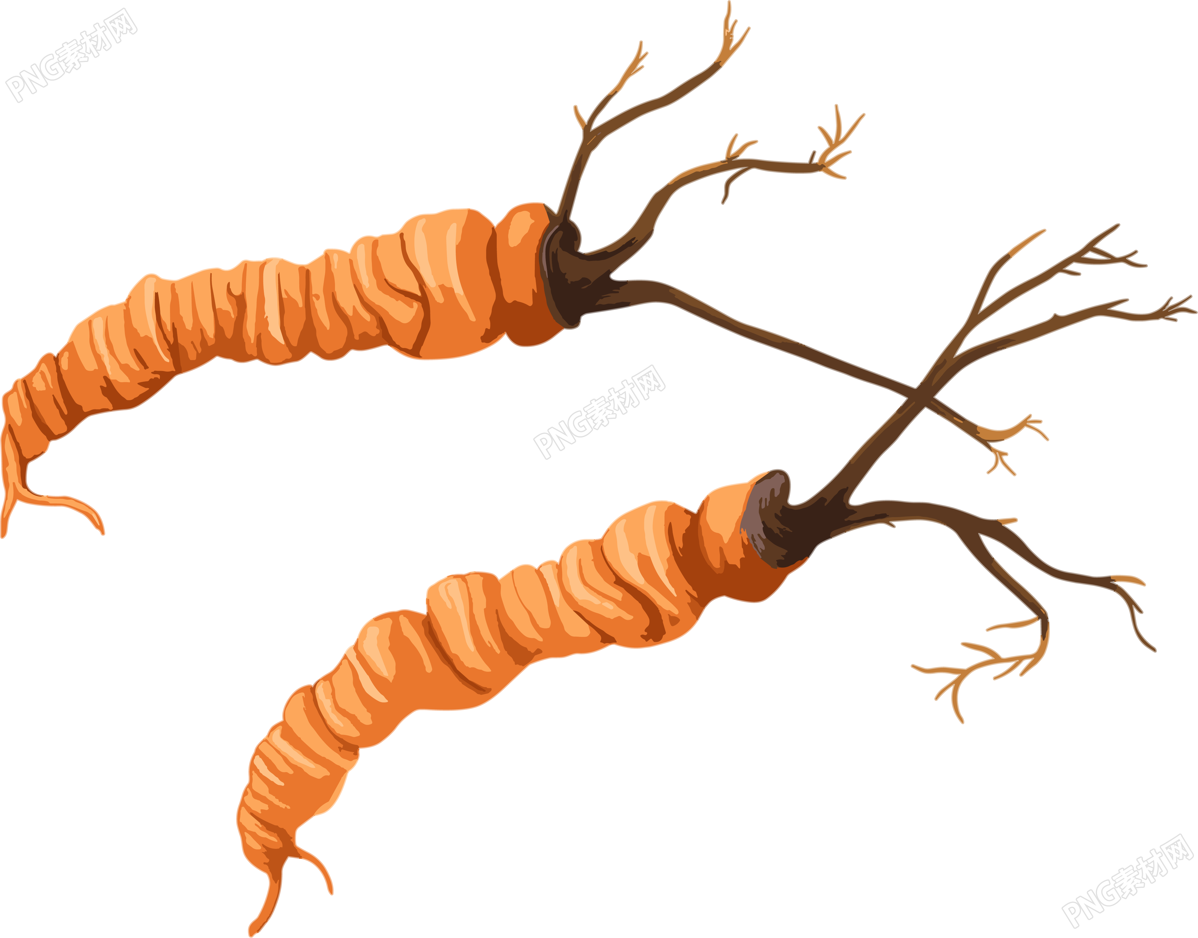 冬虫夏草插图简洁素材
