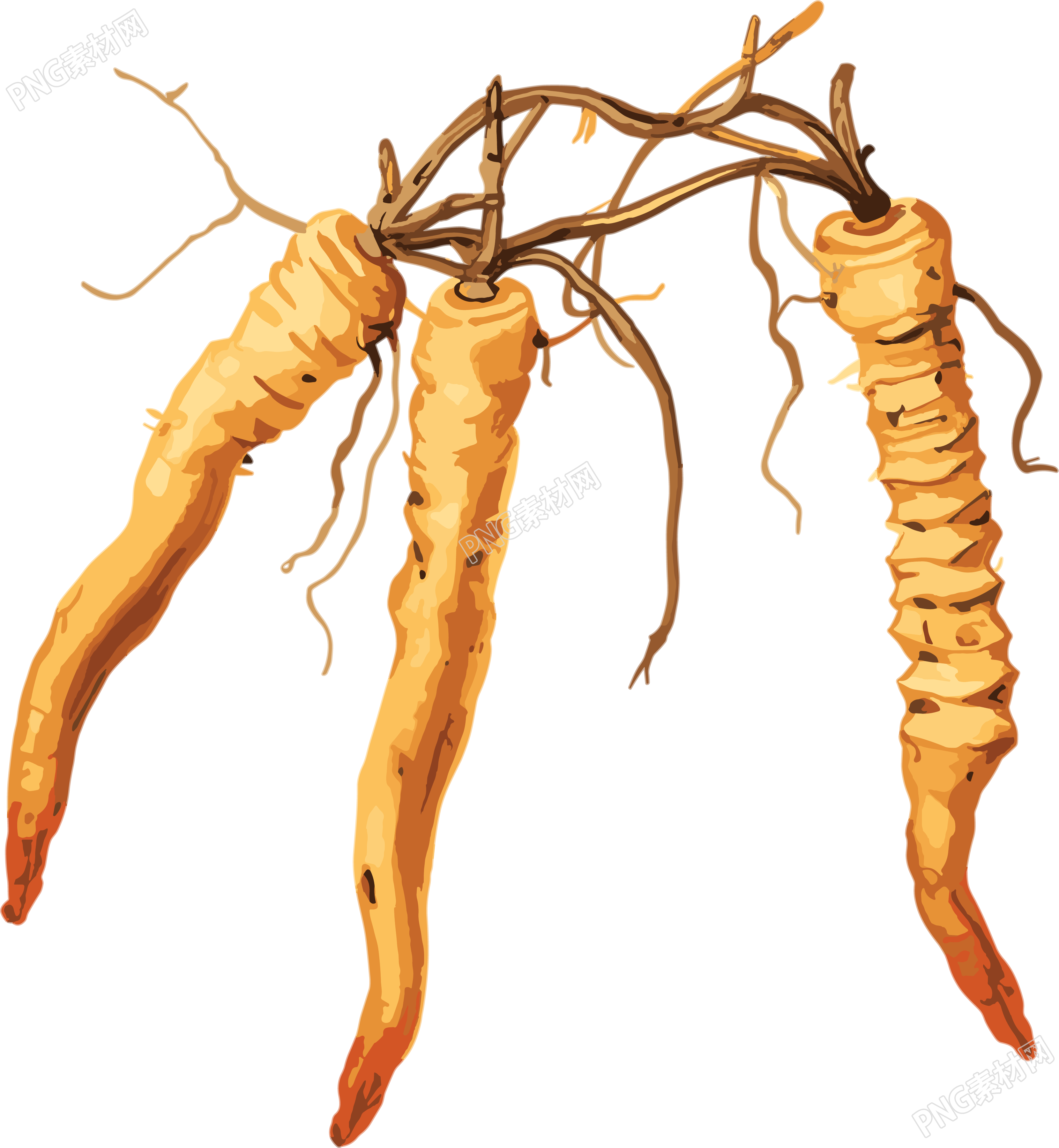 冬虫夏草图形素材插画