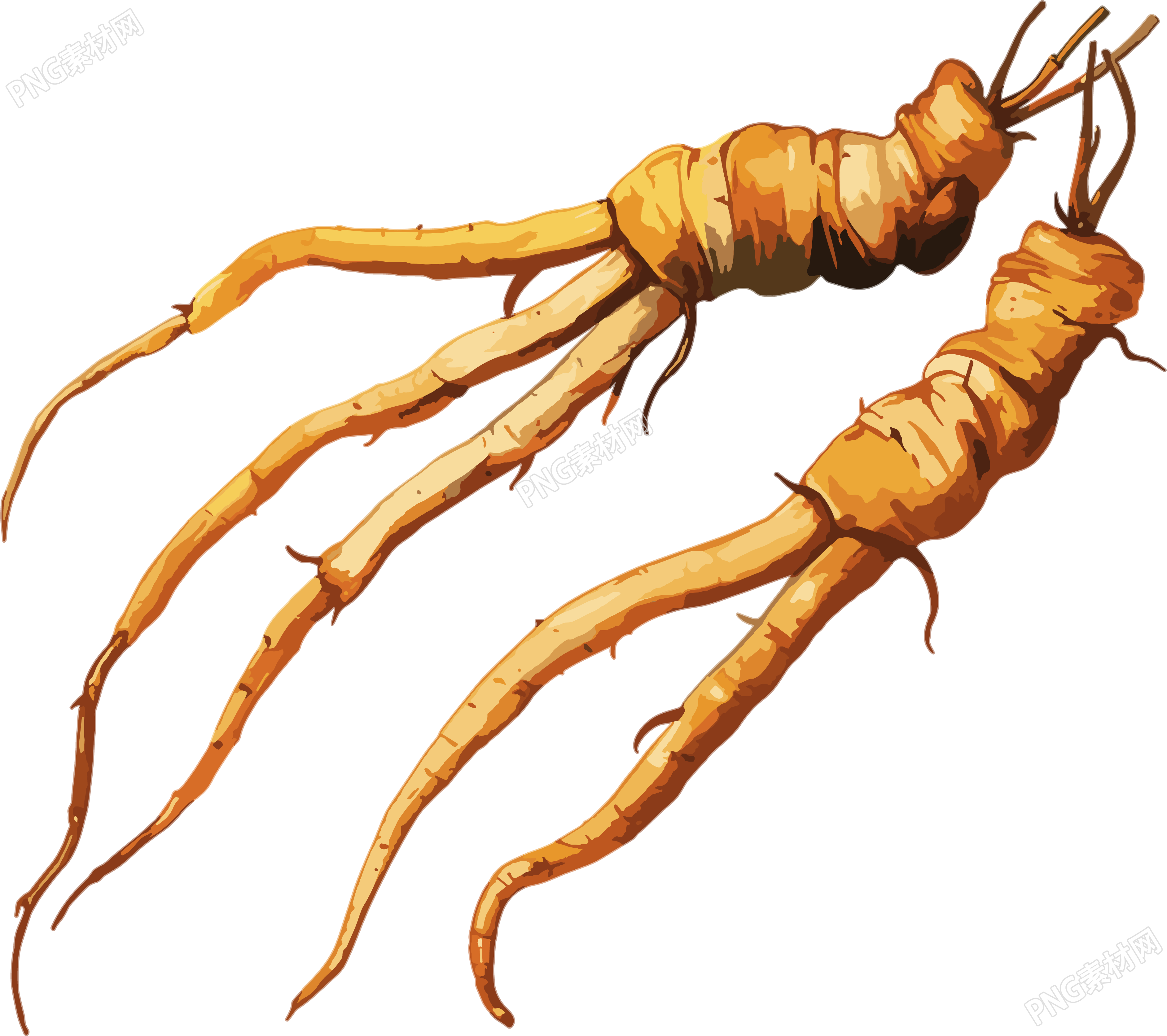 冬虫夏草商用插画