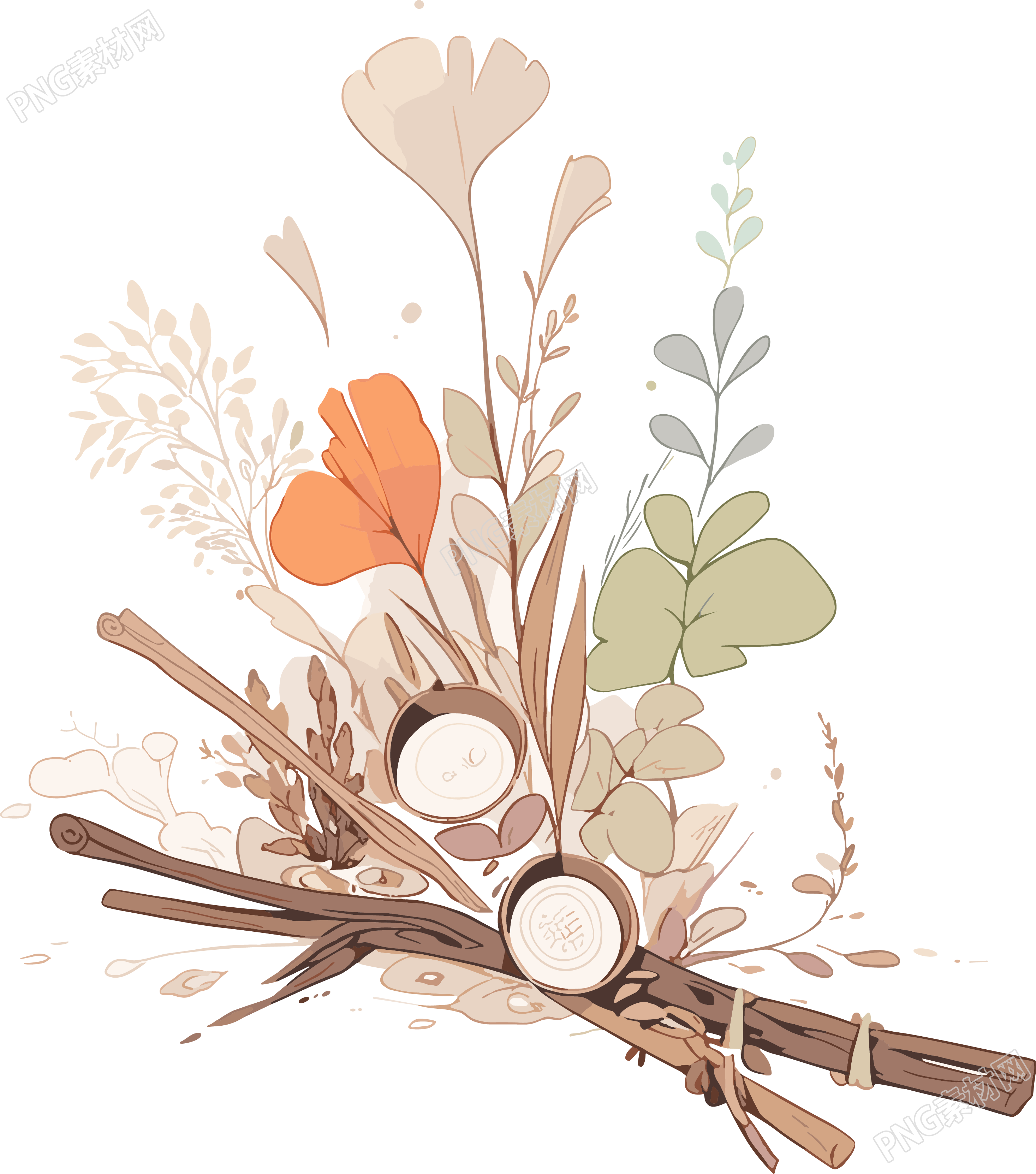 中草药素材PNG插画