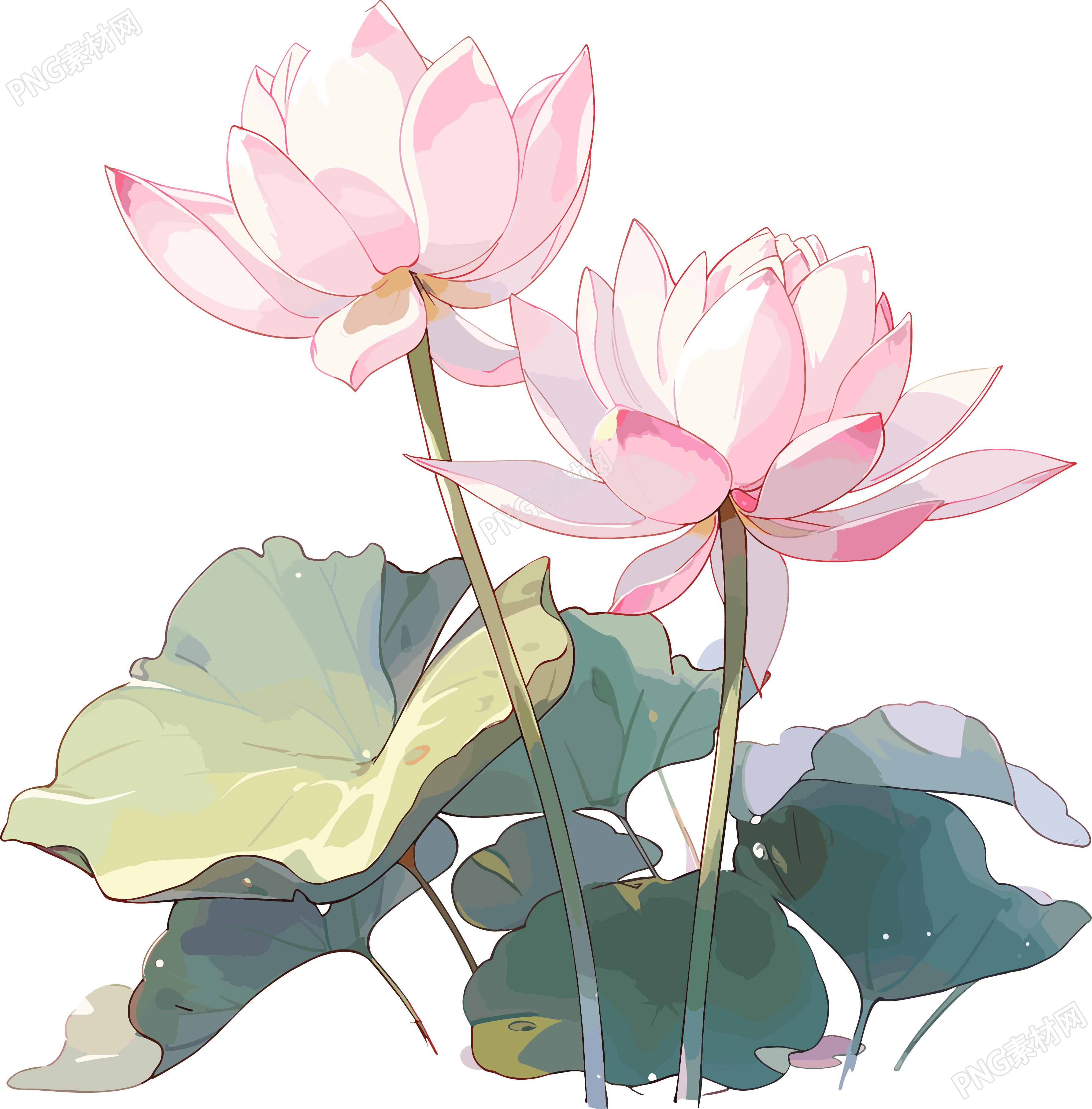 莲花透明背景插画