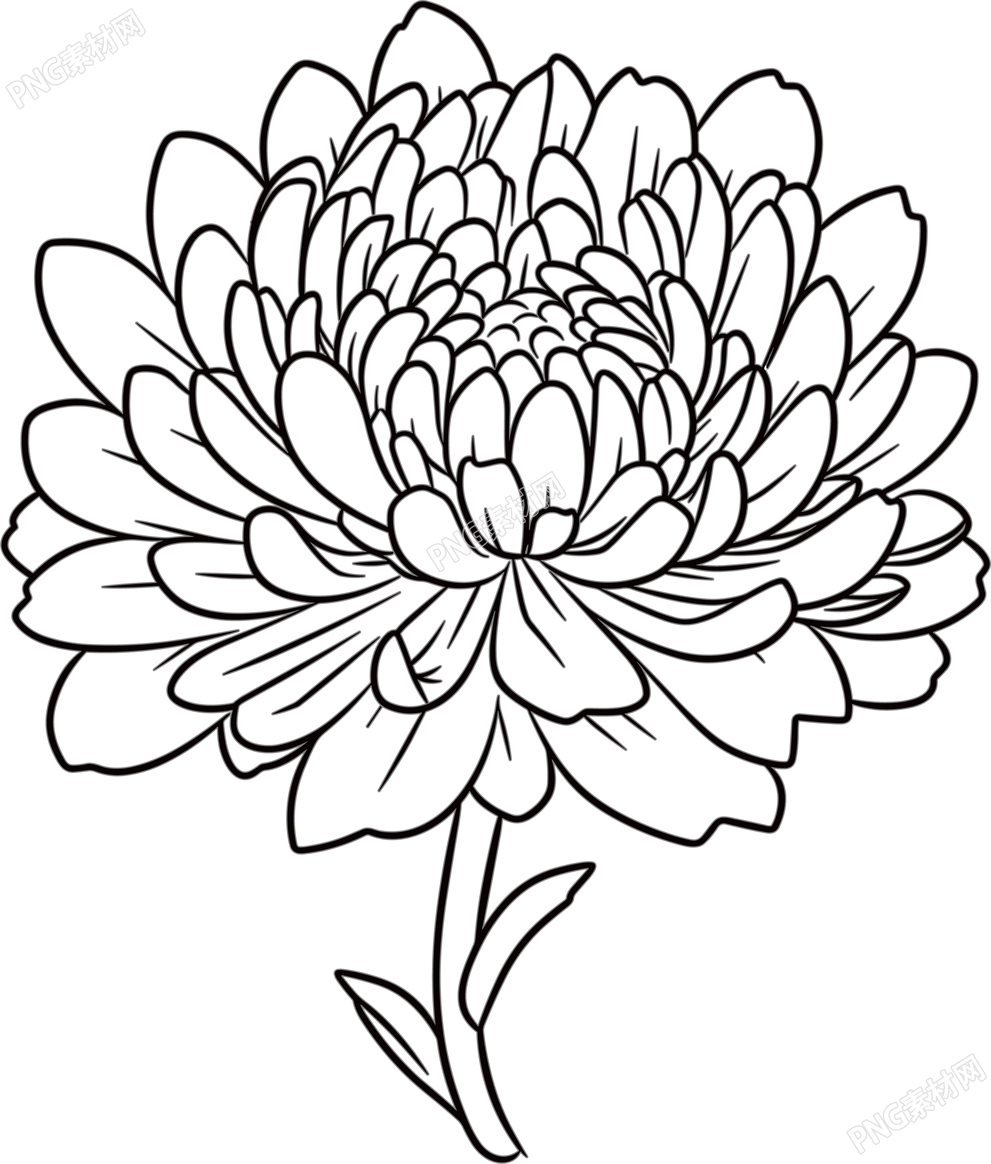 菊花简笔画