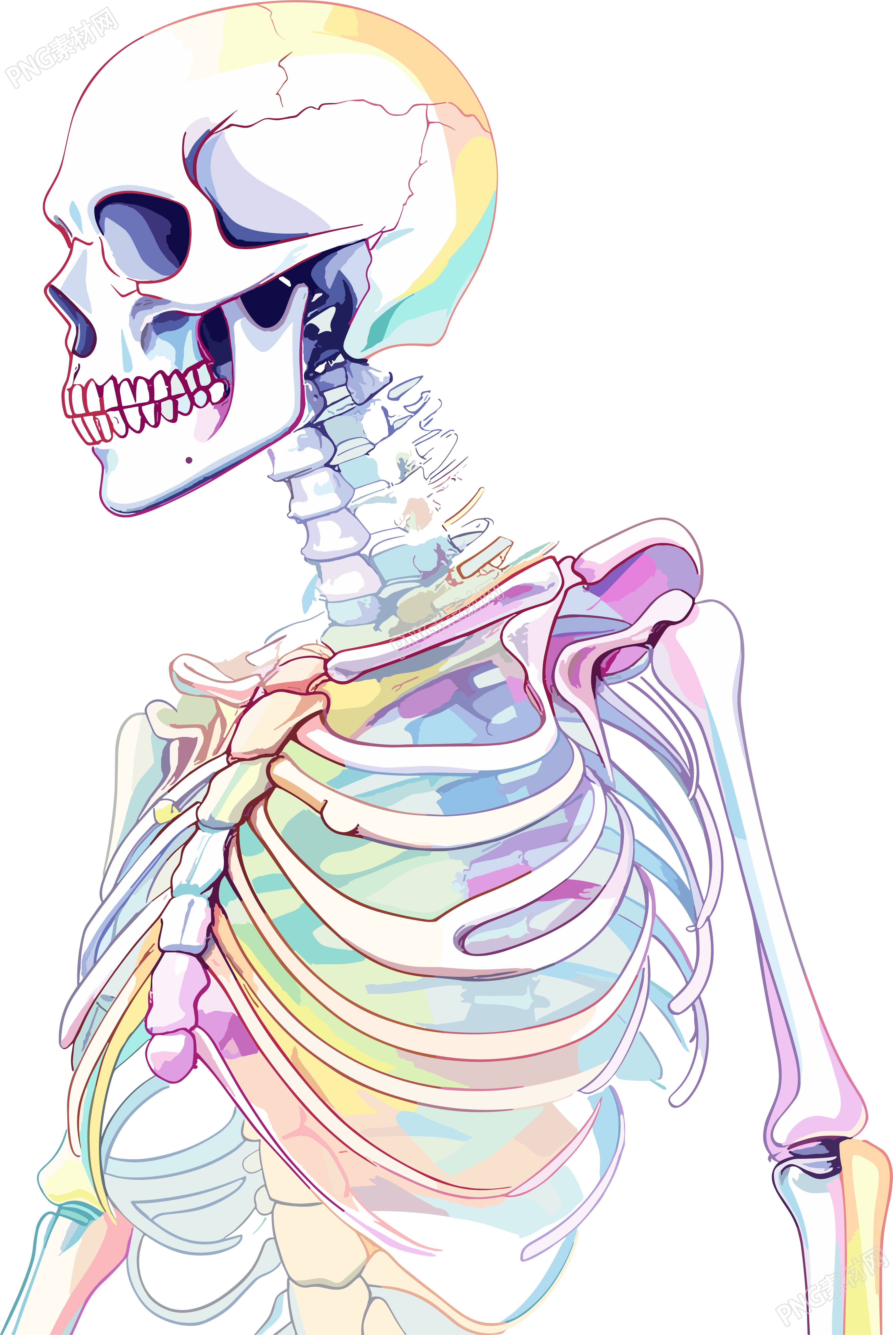人体骨架医学插图