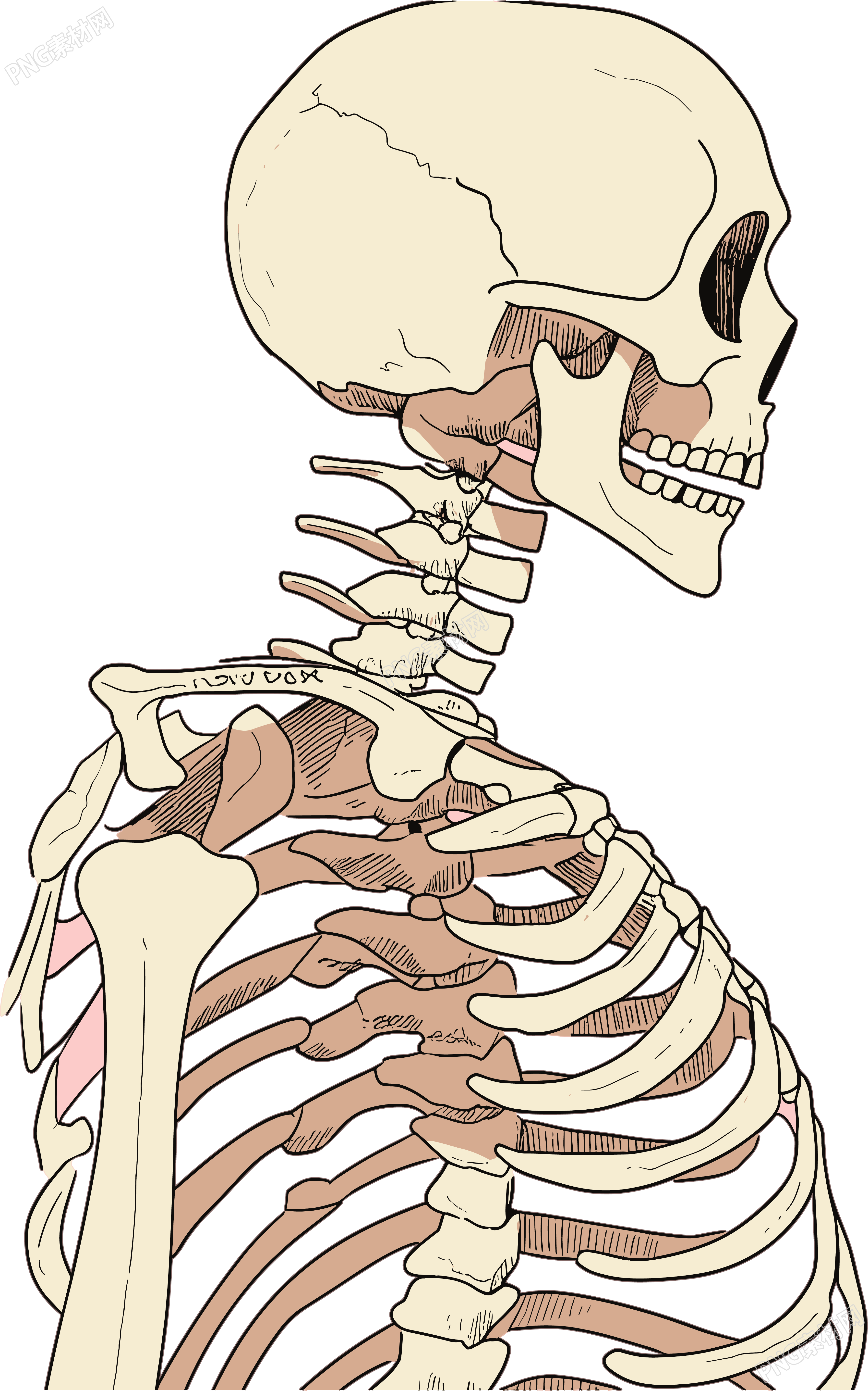 人体骨架商用手绘插画