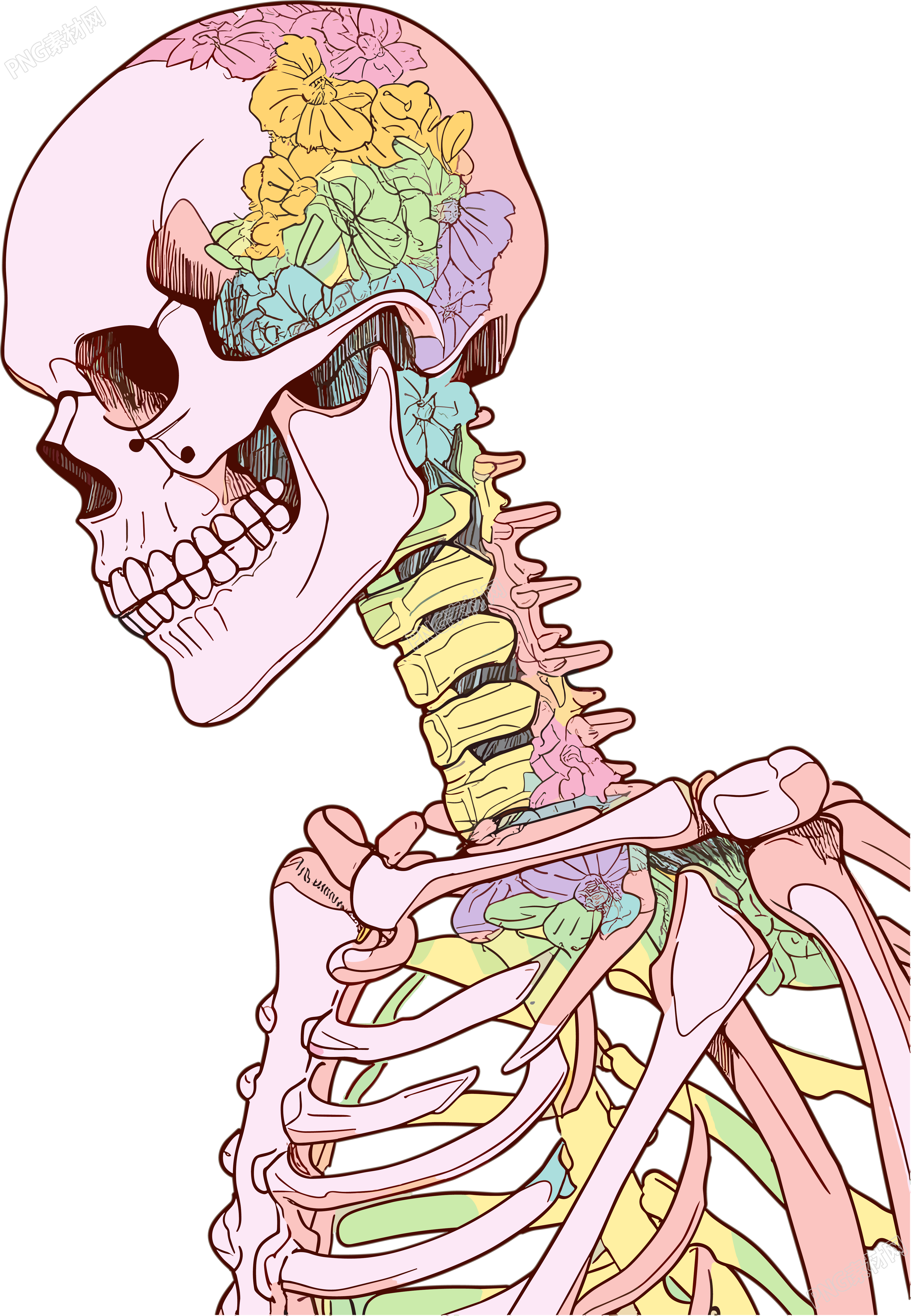 人体骨架高清插画设计素材