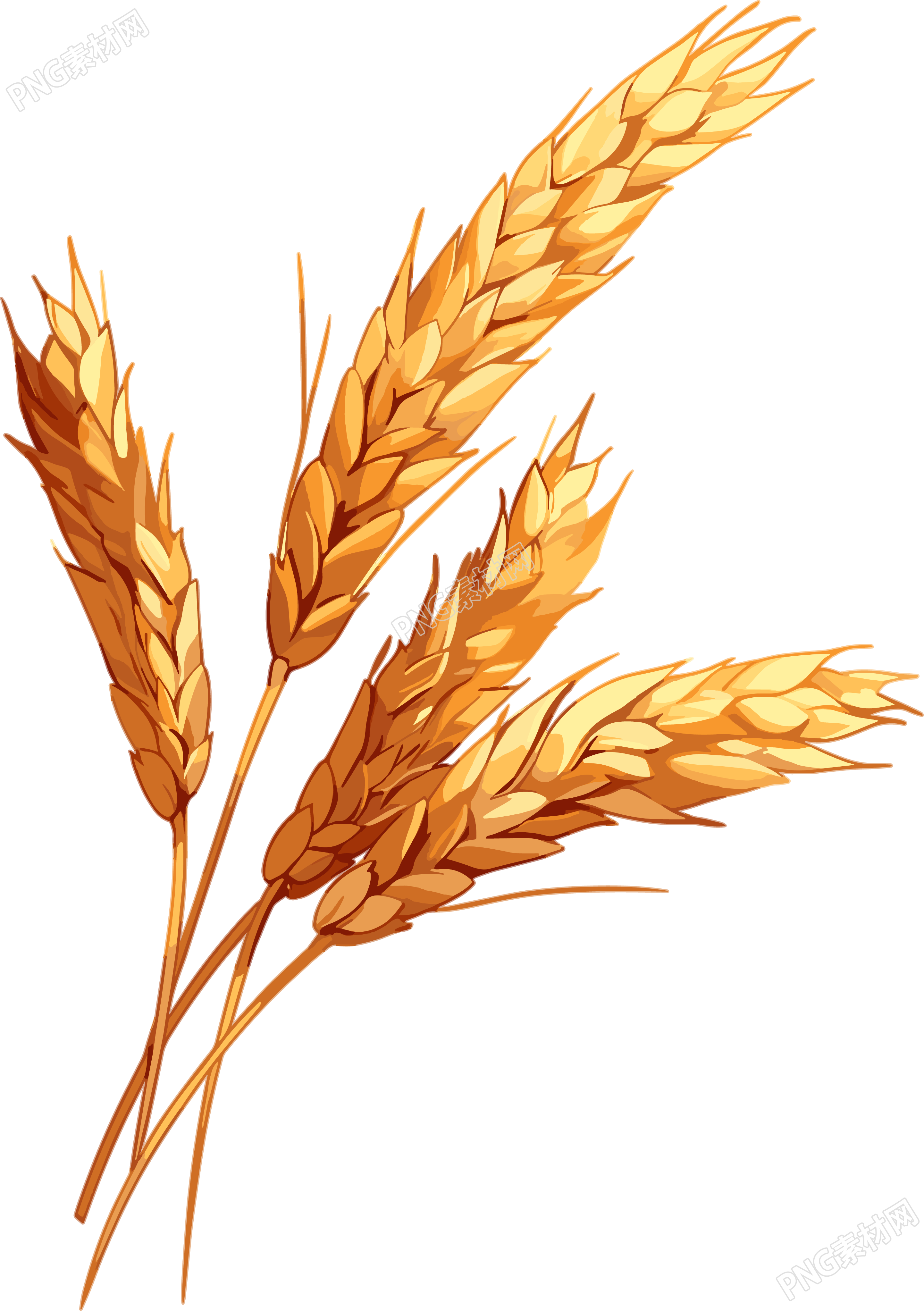 麥穗高清品質(zhì)插圖