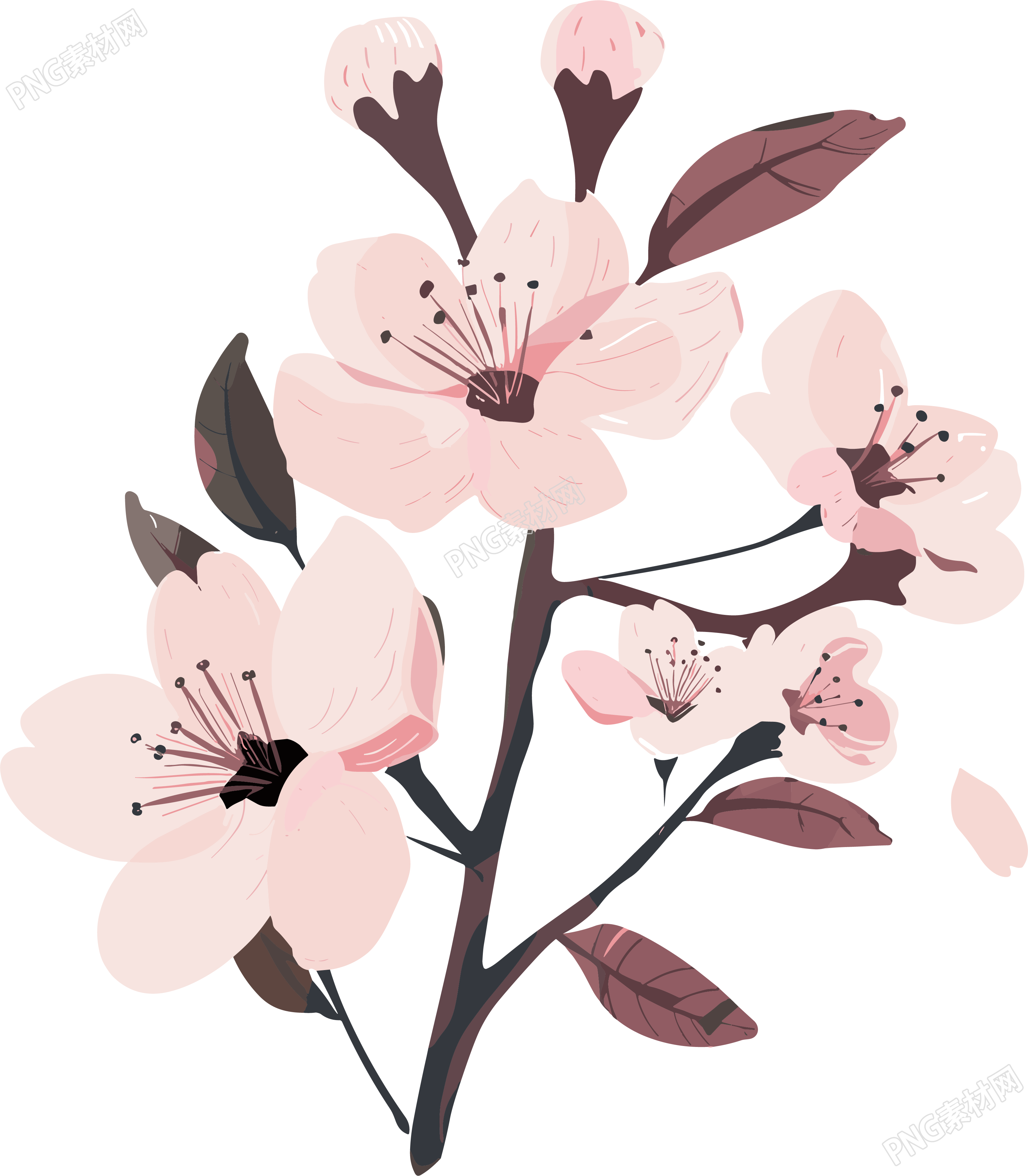 粉色樱花简约插画