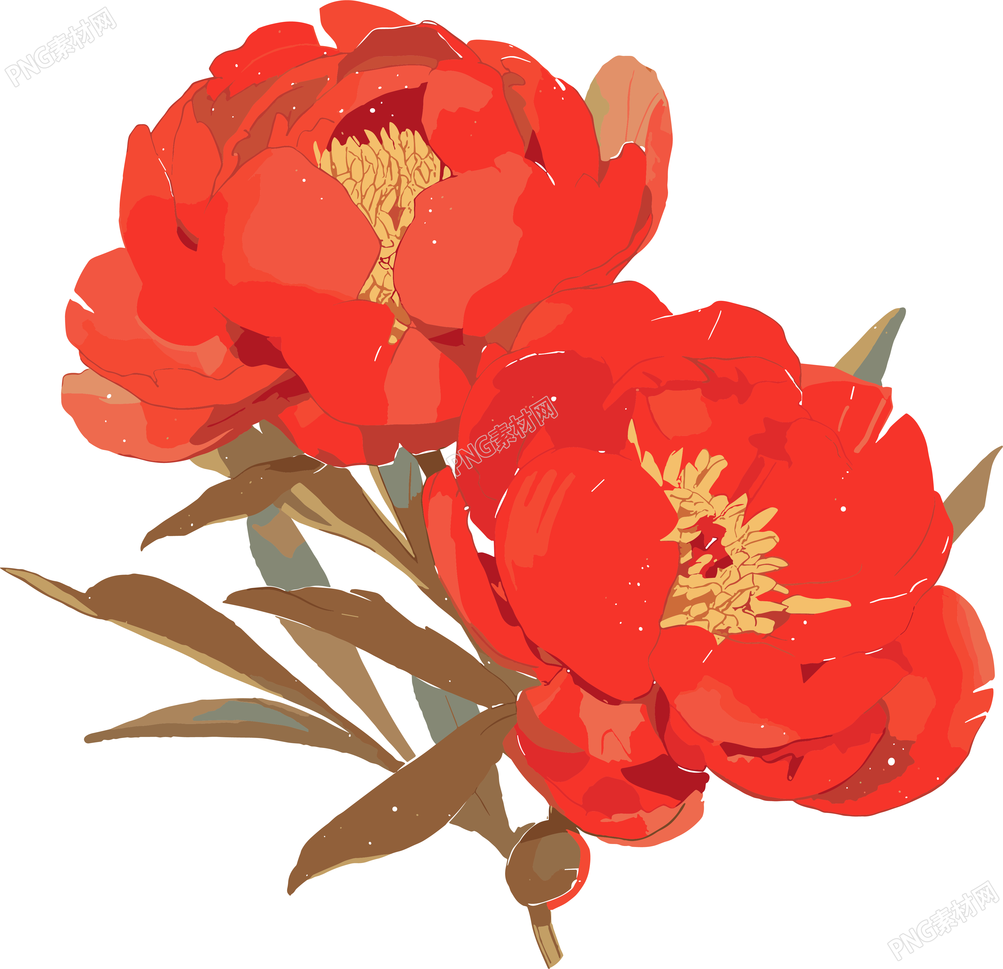 红牡丹高清插画