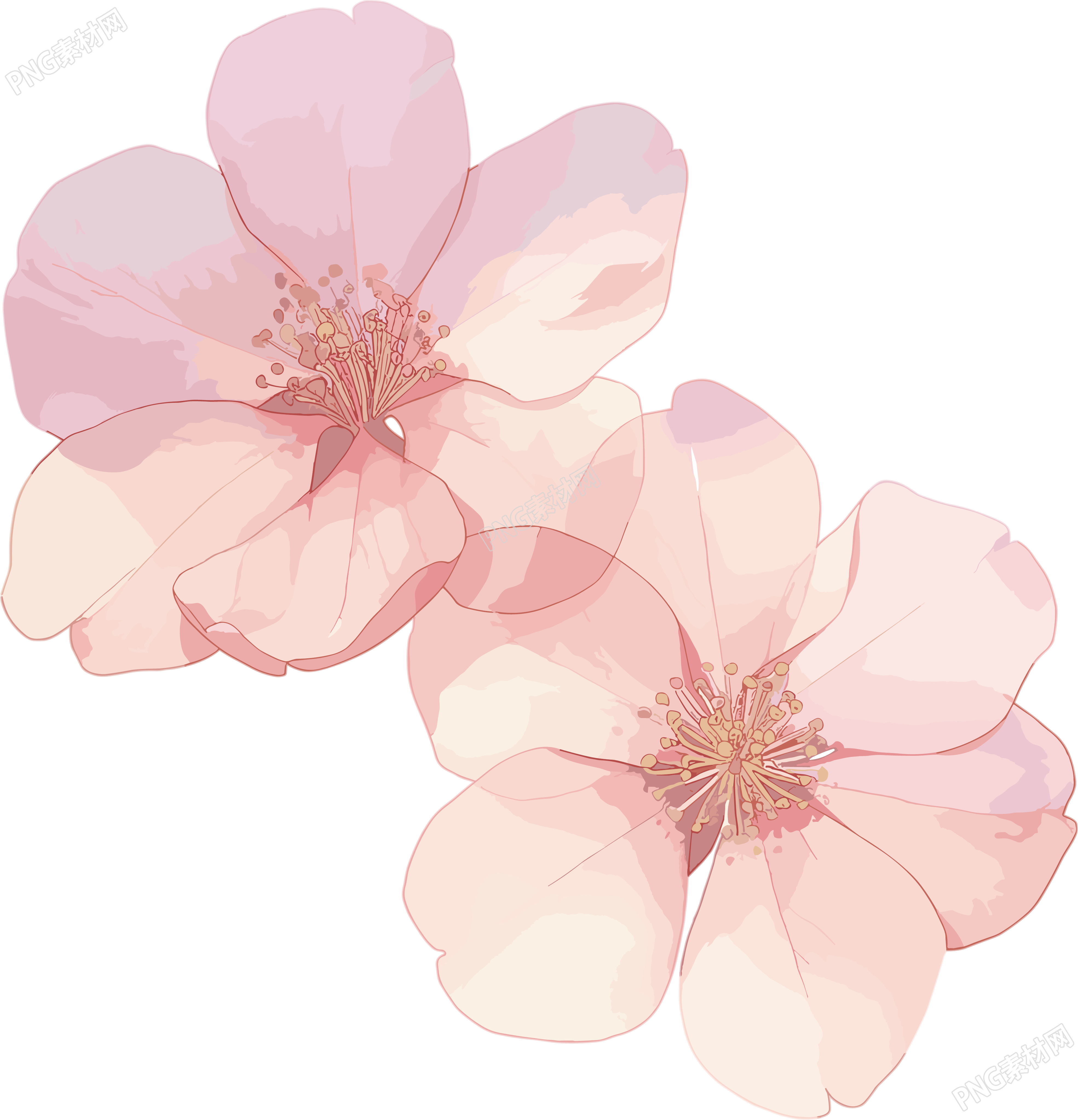 樱花花瓣商用插图