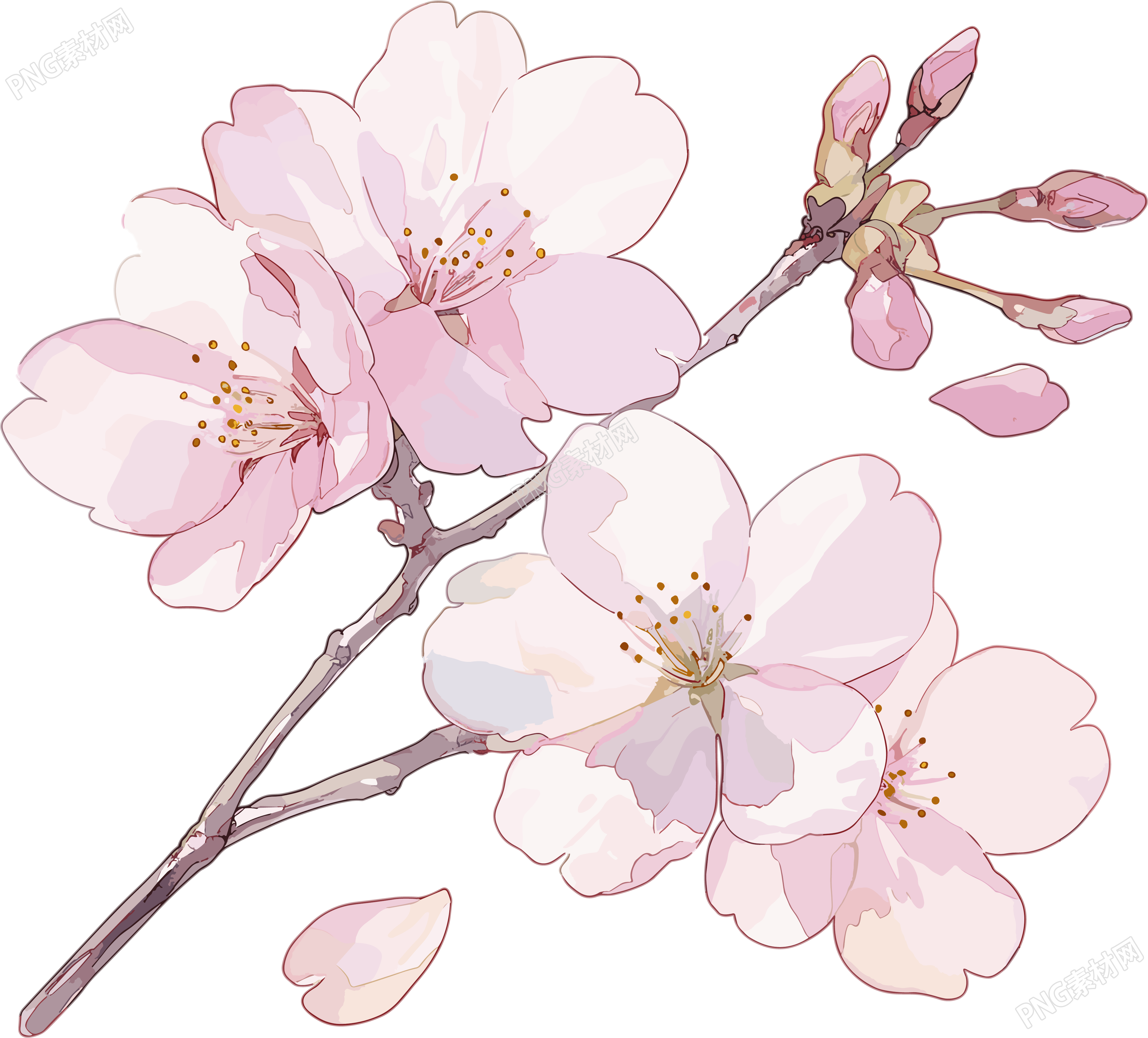 樱花花瓣可商用插画