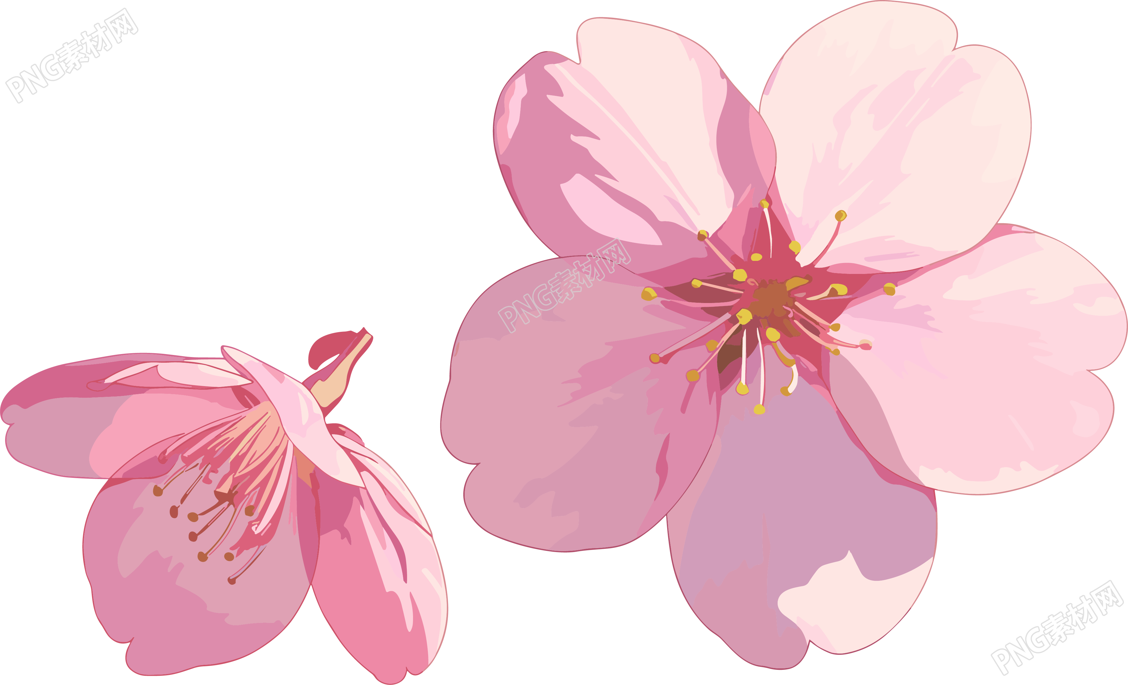 樱花花瓣图片素材