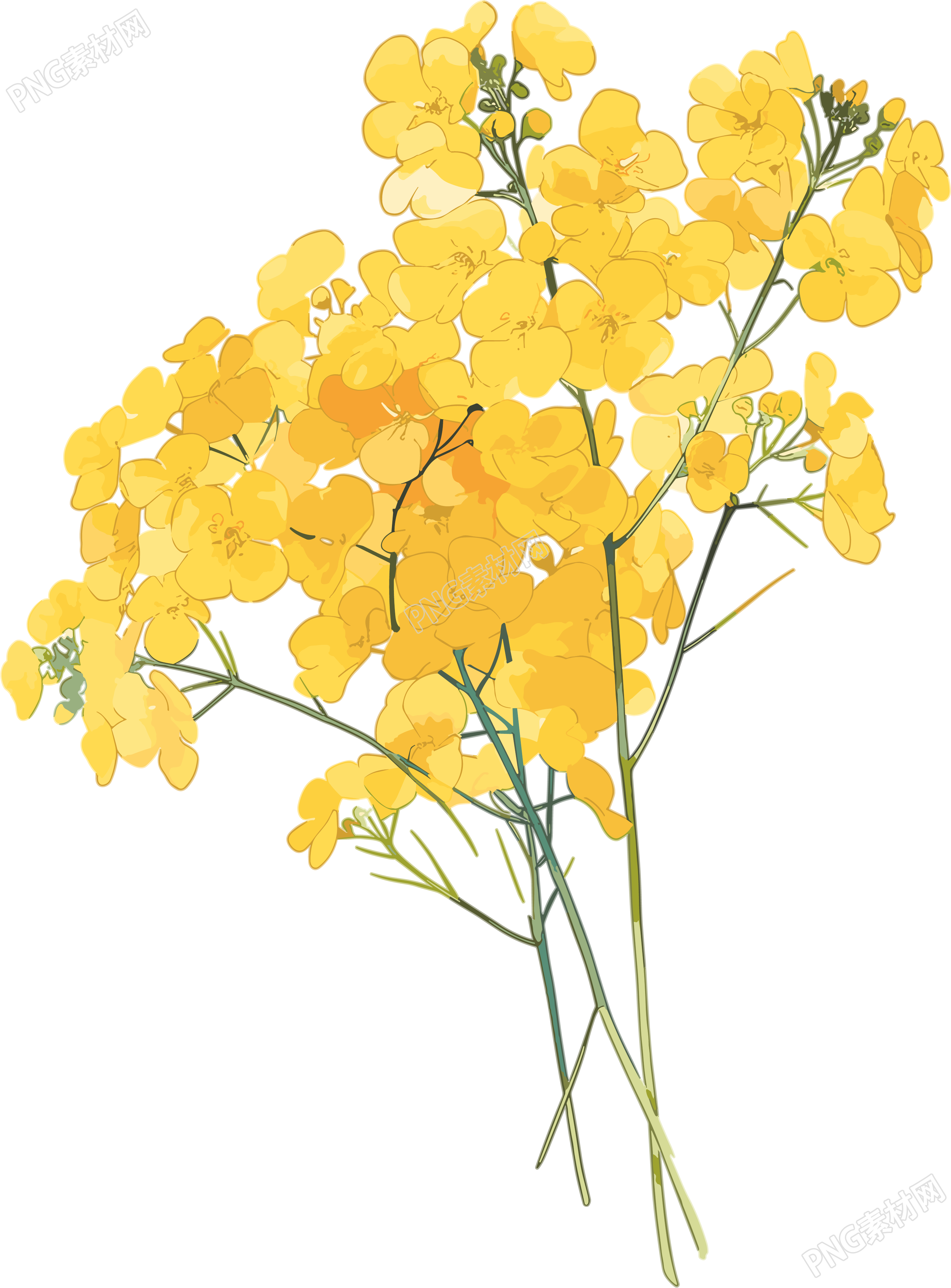 油菜花美丽花束素材