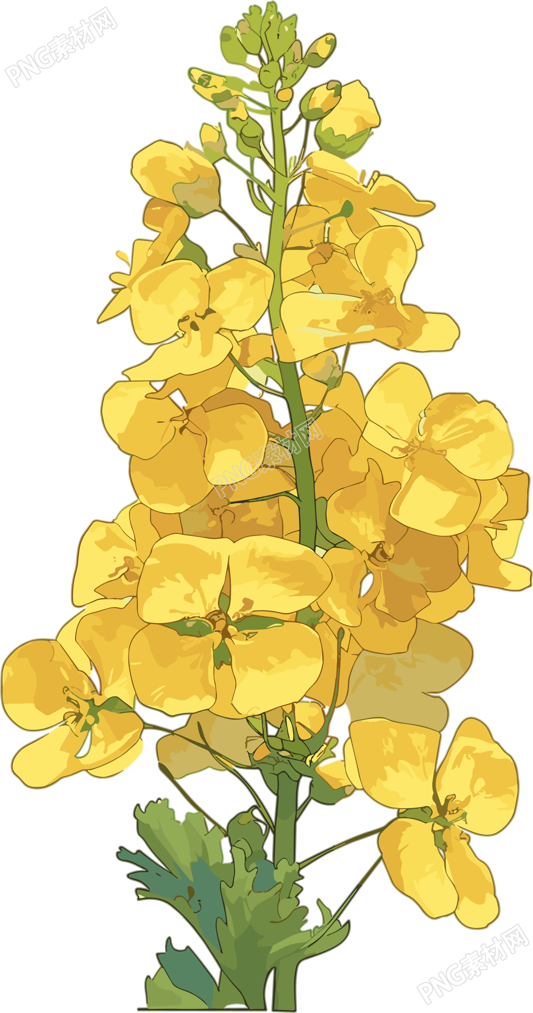 油菜花PNG创意简约素材