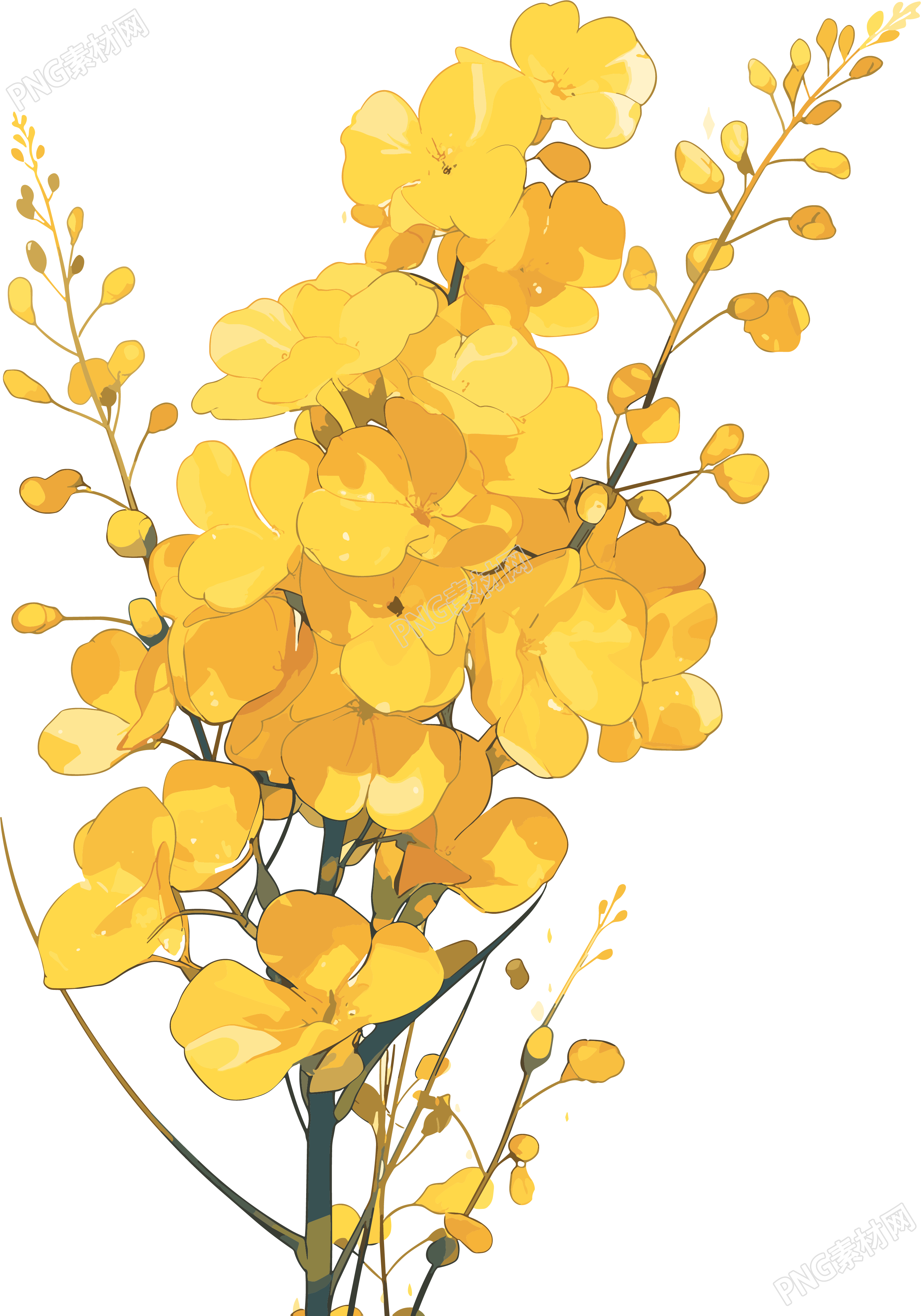 油菜花商用插画设计