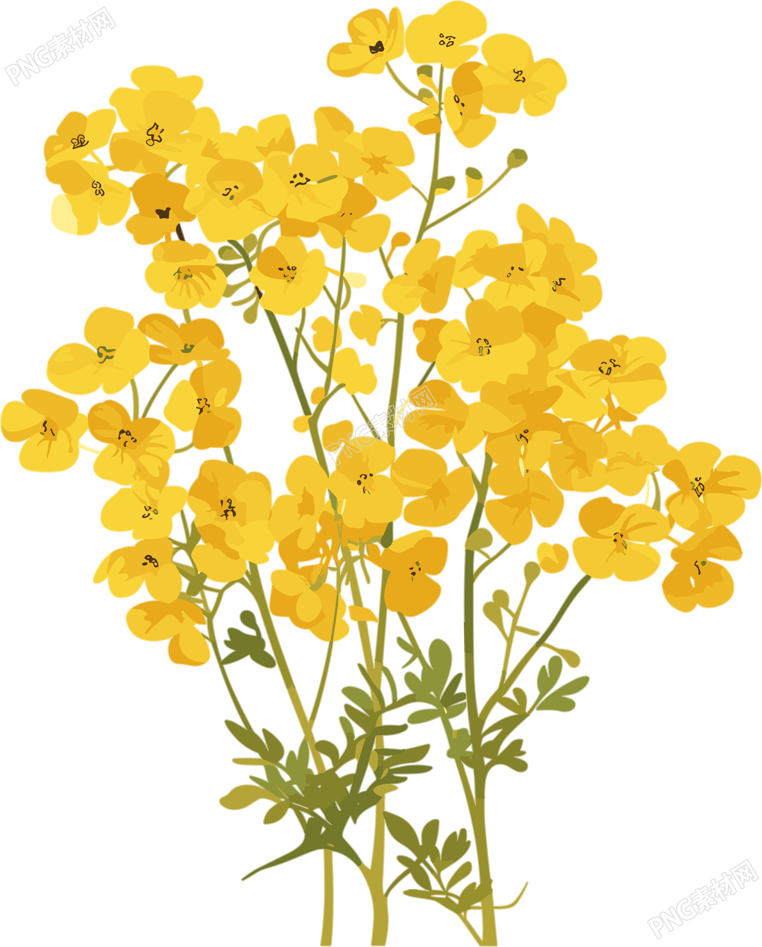 油菜花小清新插画