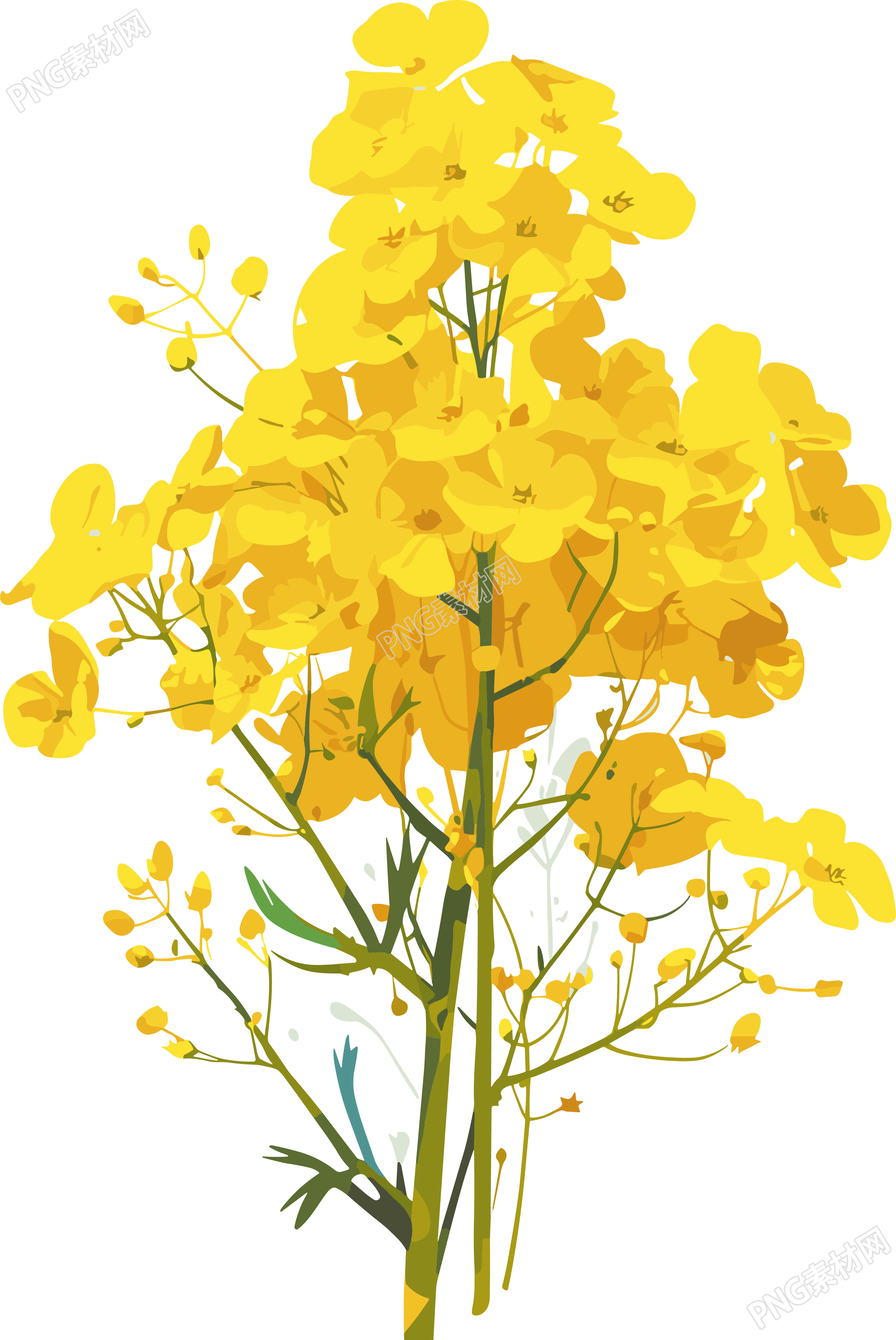 油菜花图形设计元素