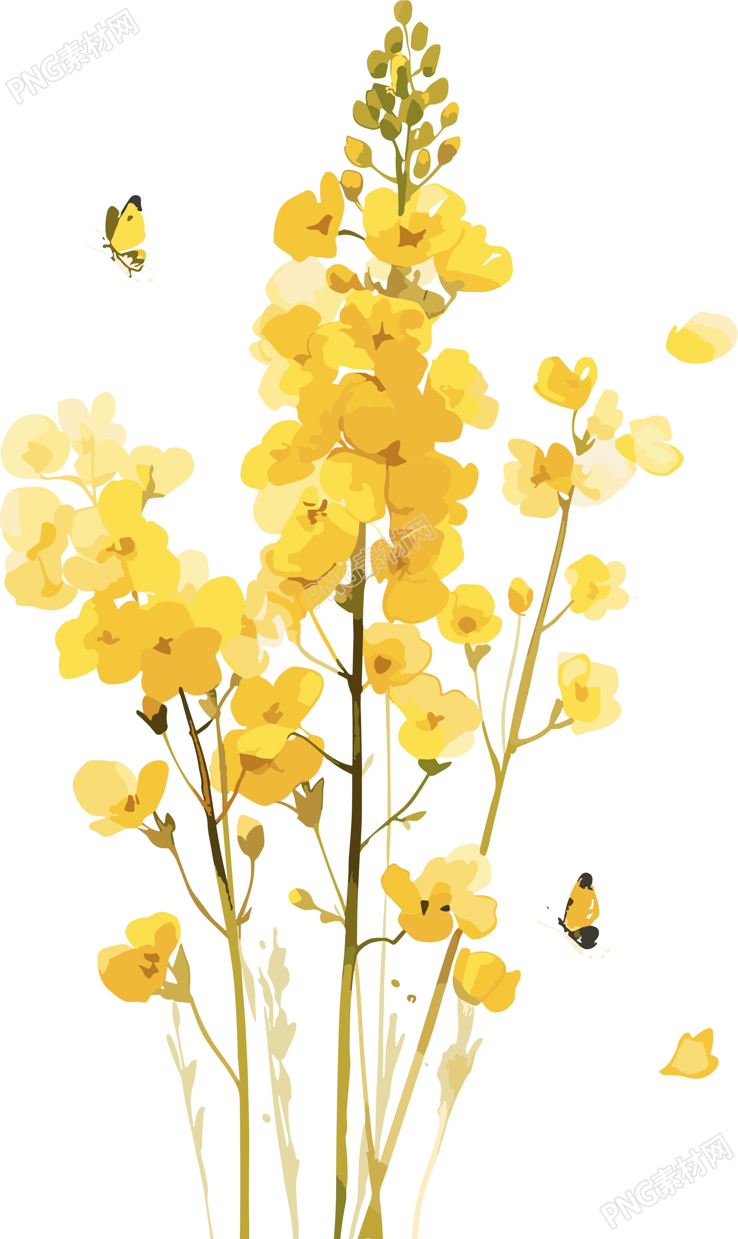 油菜花PNG图形素材