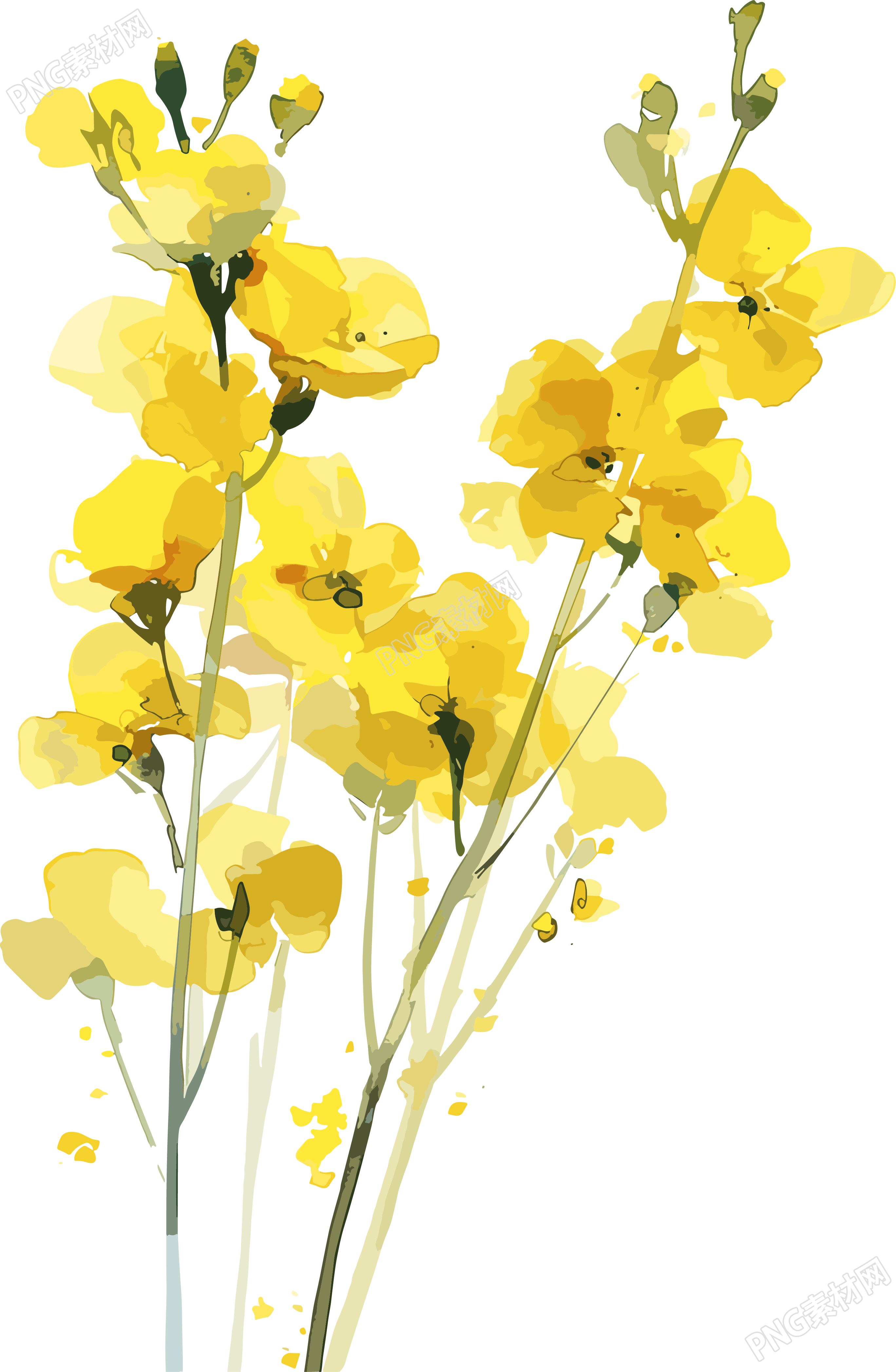油菜花PNG商业素材