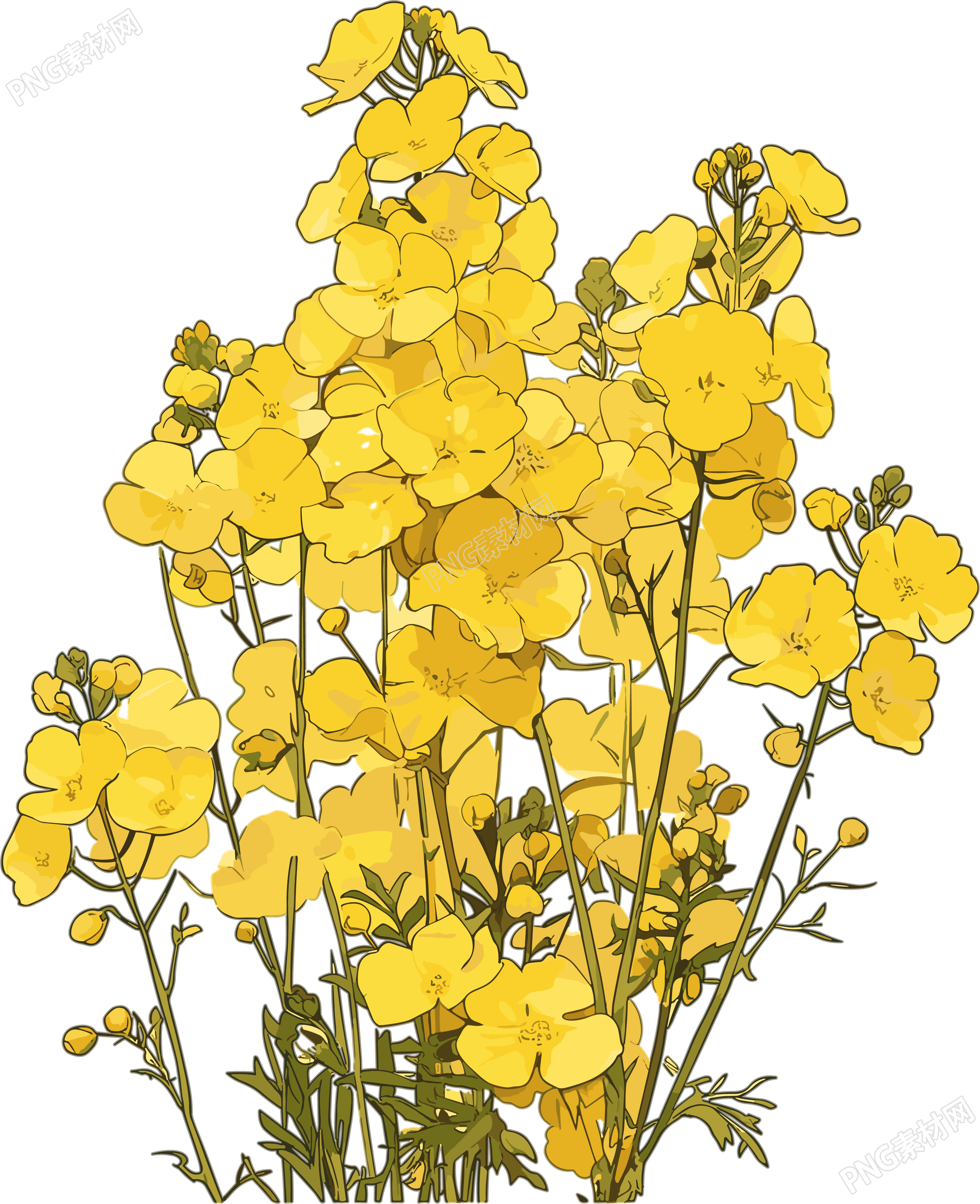 油菜花可商用插画