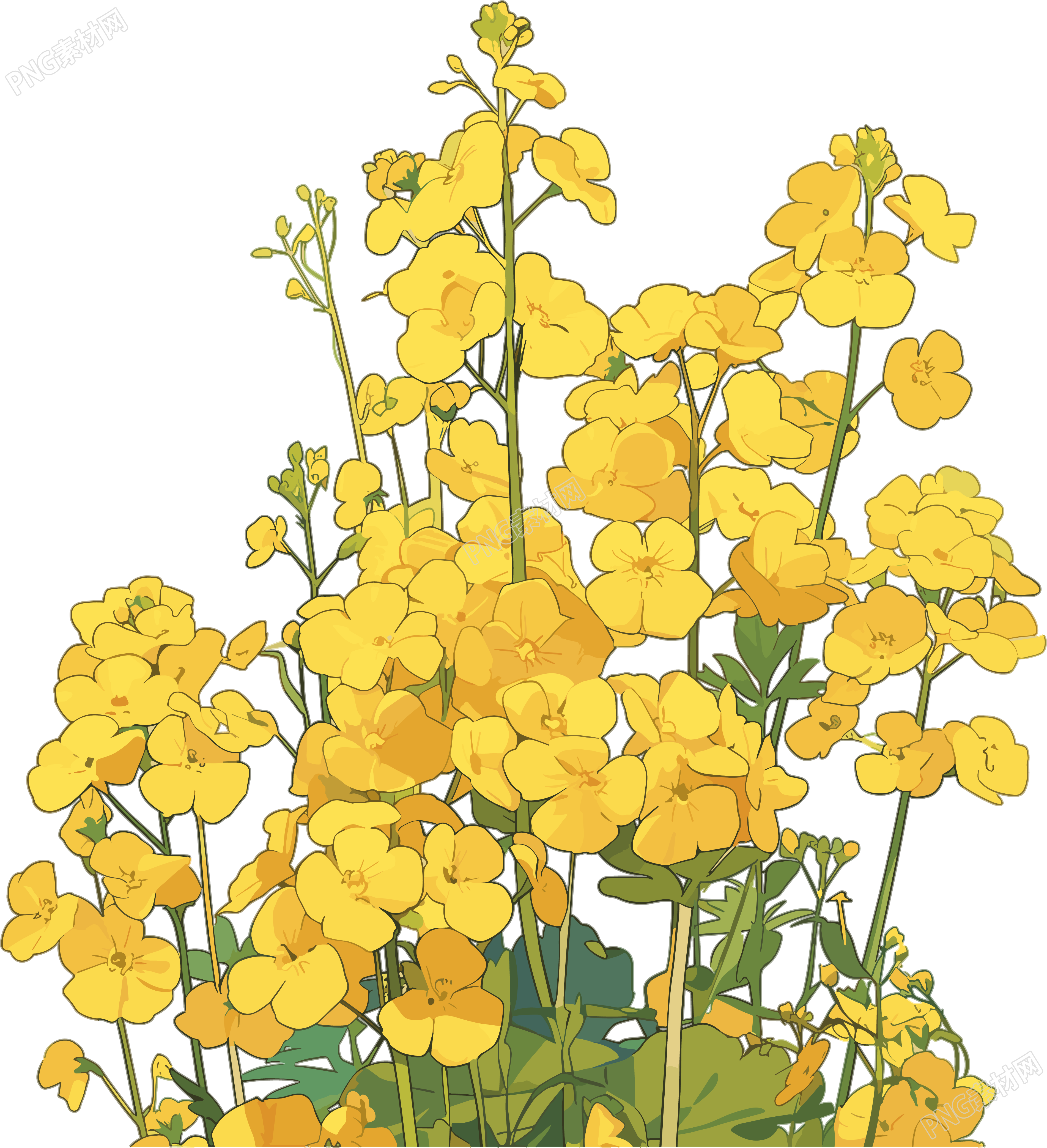 油菜花PNG插图素材
