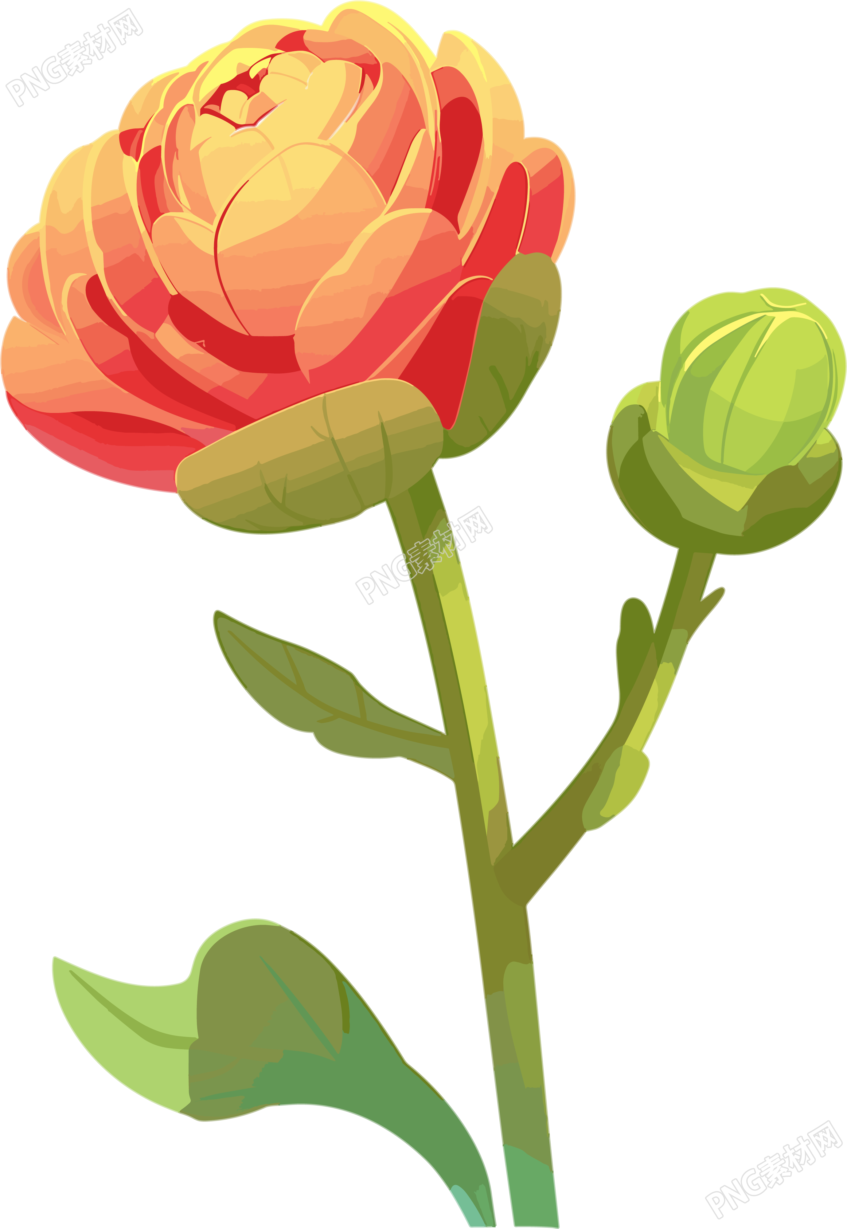 花苞高清插画
