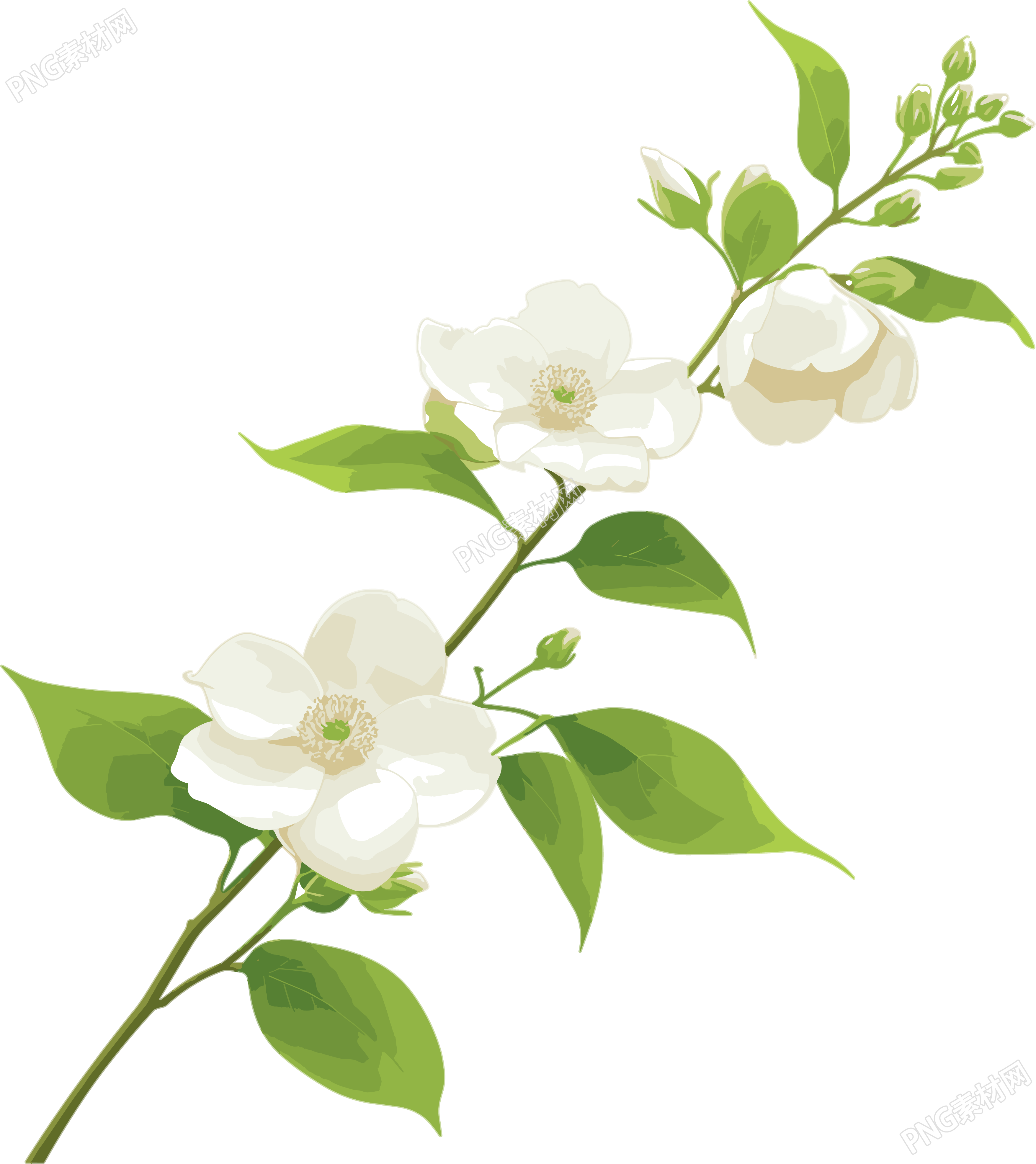 花苞图案素材