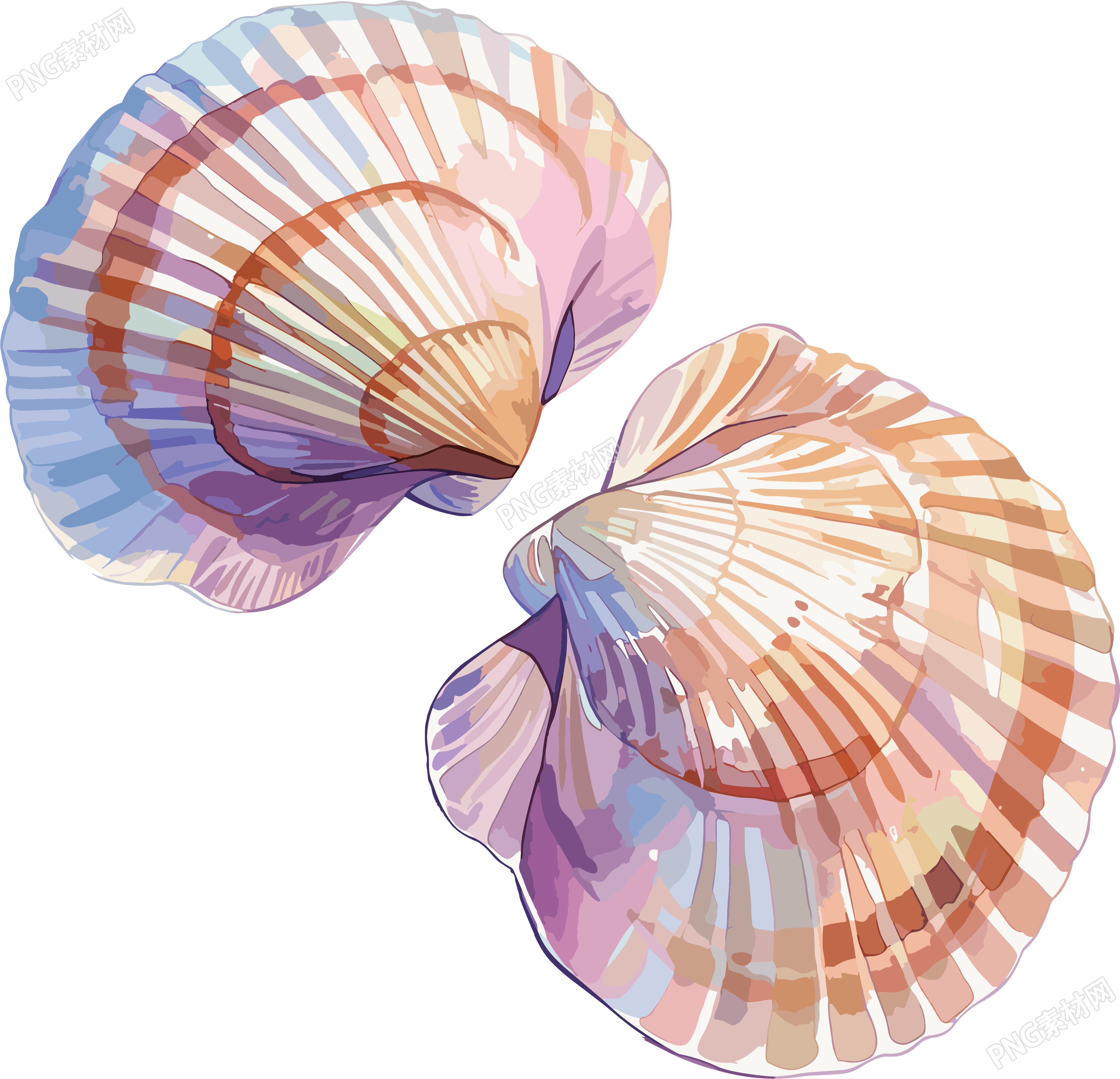海贝壳简约插画