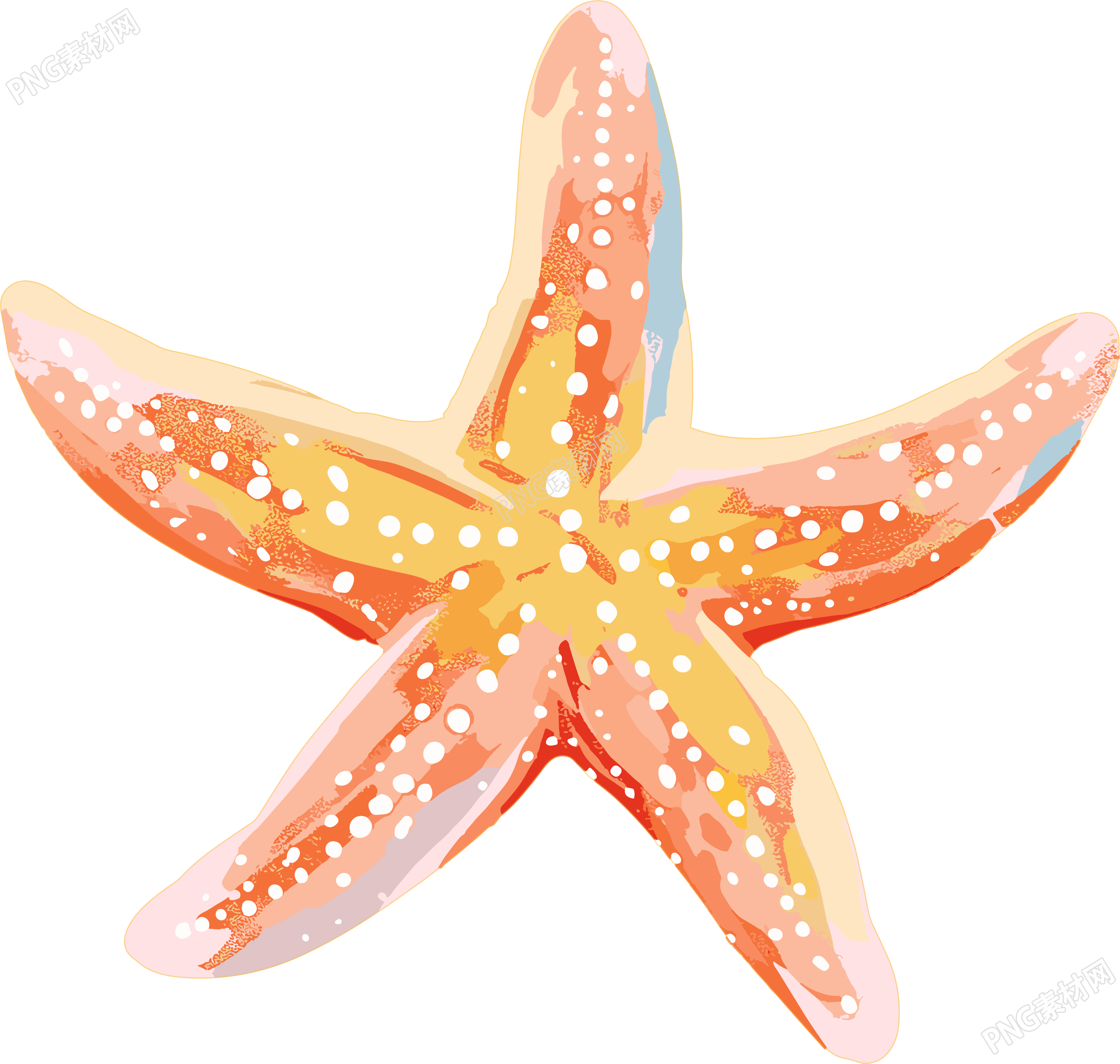 海洋海星插图